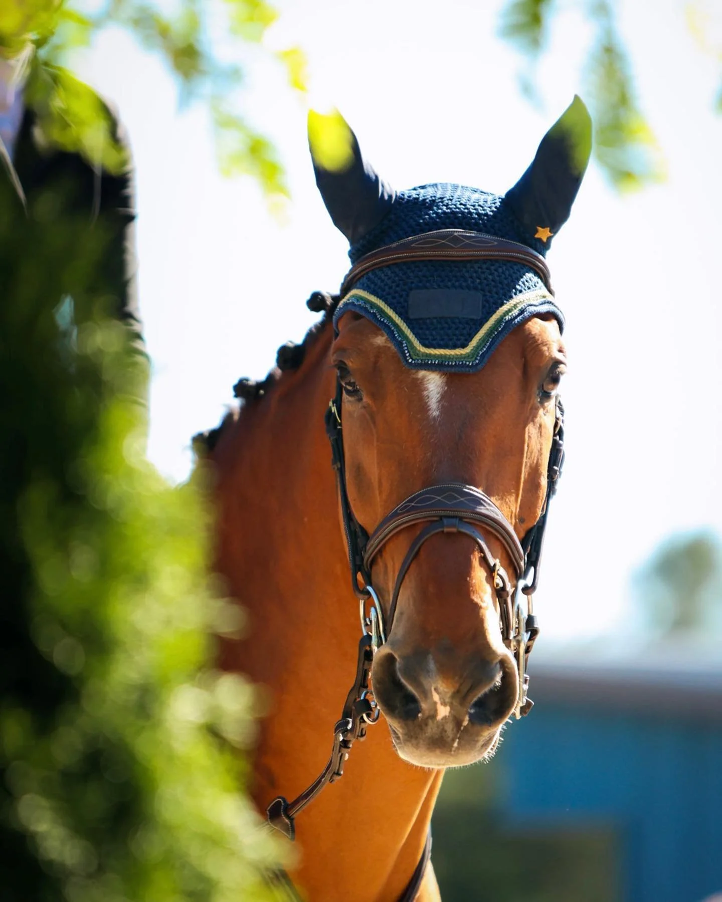 meet us at the in-gate🗣️

onto tchs spring pt. 3!

&mdash;
#equestrianlife #tchs2024 #showjumping