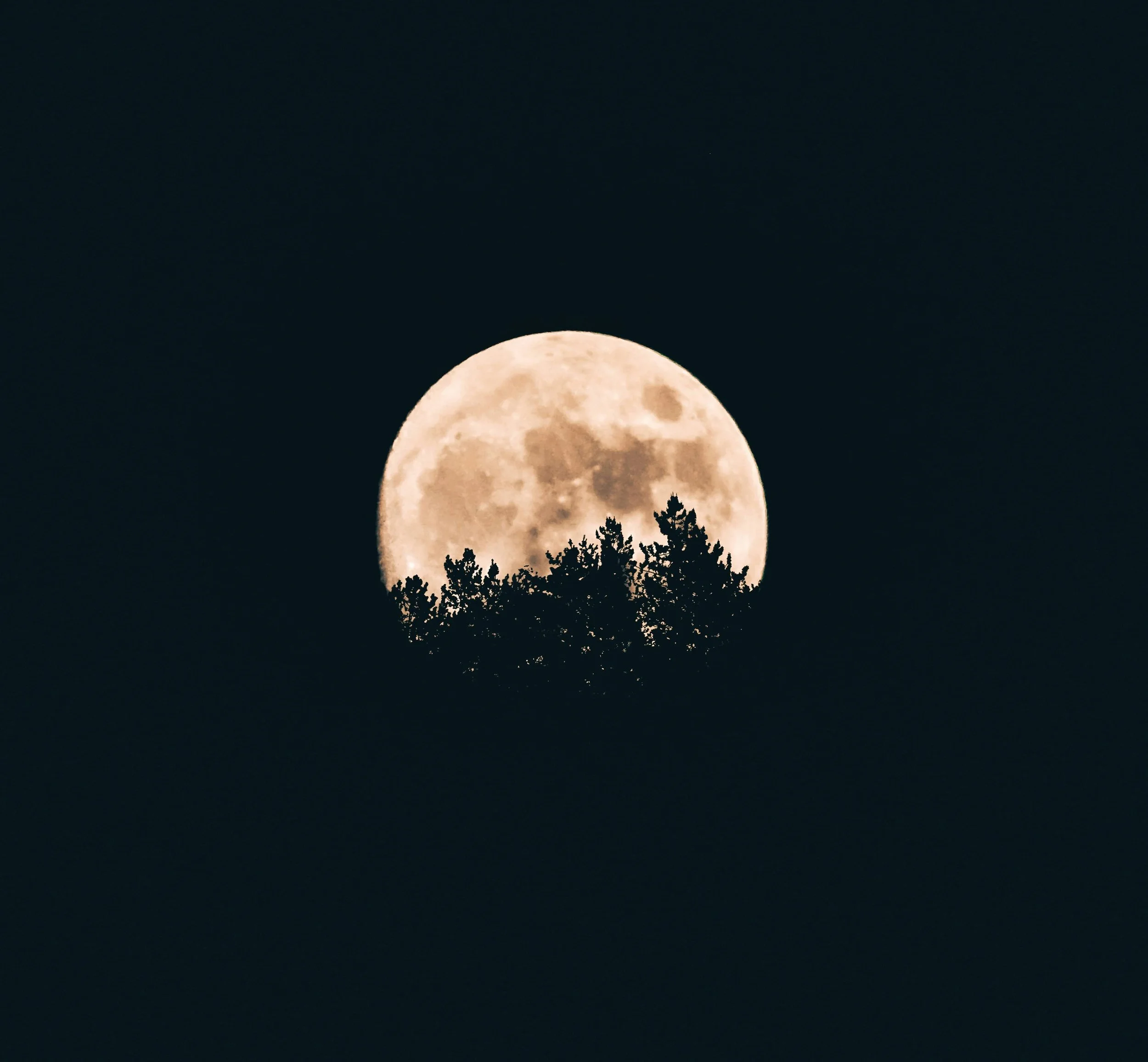 Full moon at night, shining through the trees | Lazerlamp installation | Cornwall