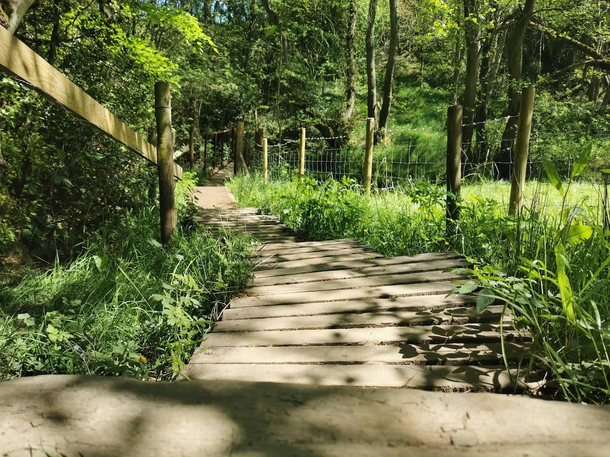 Wooden walkway through woodland trail representing the freedom and travel lifestyle of campervan adventures |  Wild Earth Campers | Cornwall