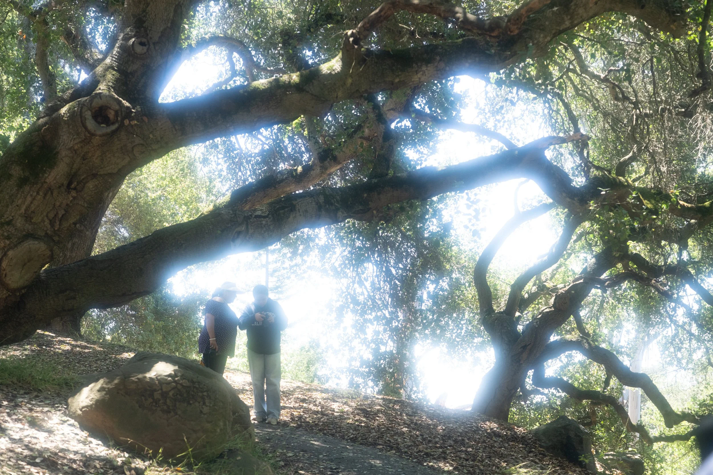 Photowalk: Filoli Gardens