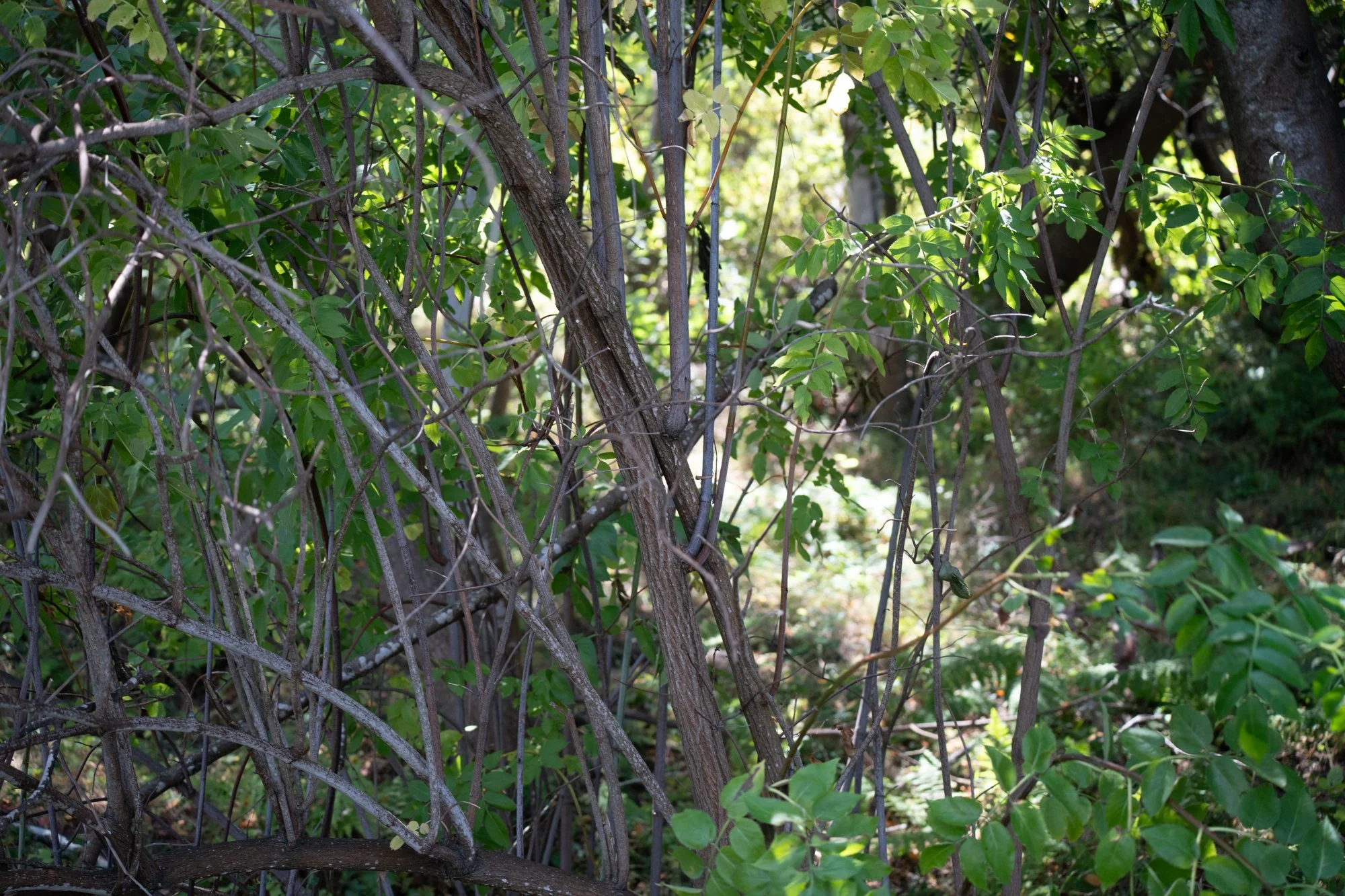 untitled-55.jpg