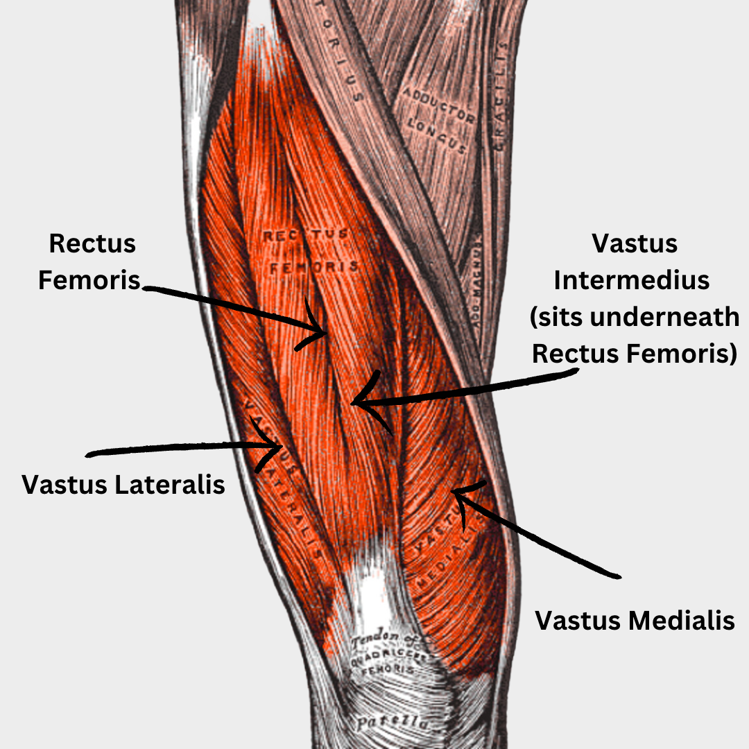Quad Muscles Function Quadricep Strain, Not As Simple As You Would Think…. — Maximise ...