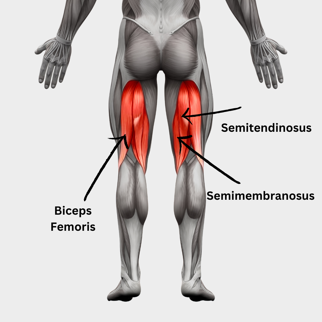 A Guide to Hamstring Strains — Maximise Physiotherapy Clinic