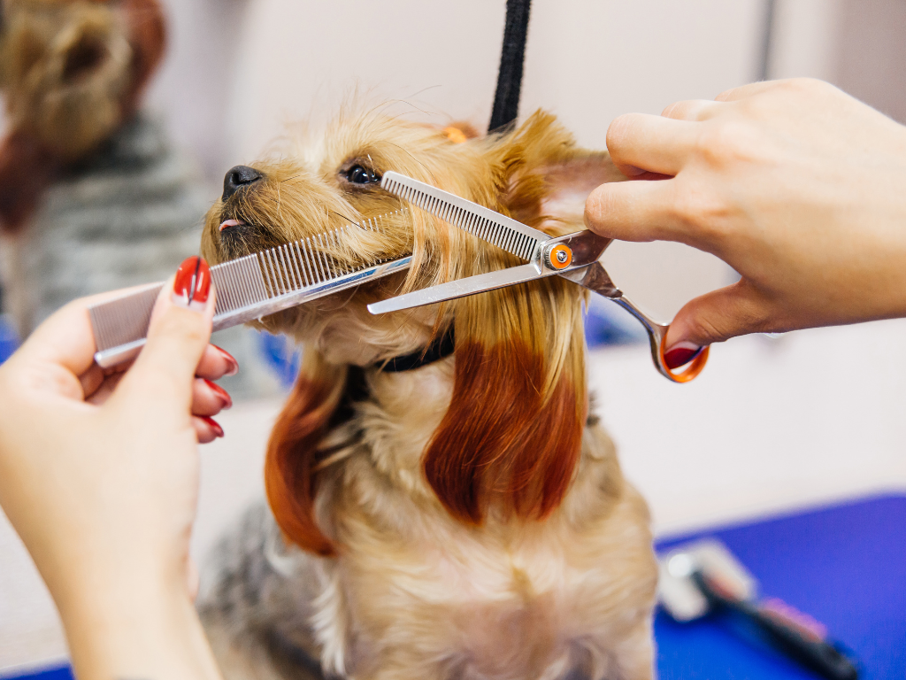 Dog Grooming Services Near Me — FLUFFY PAWS