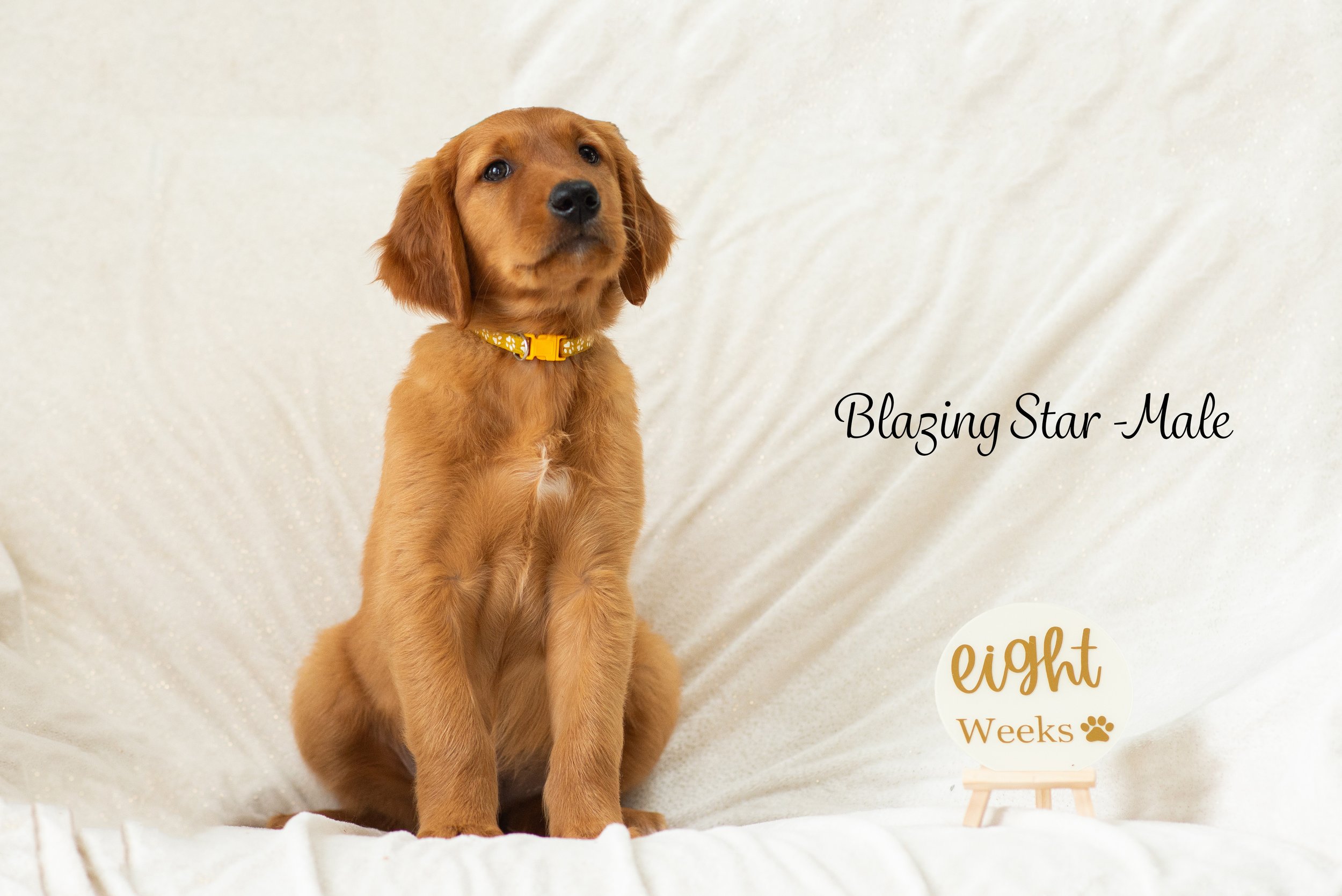 Blazing Star Week 8-1 Name.jpg