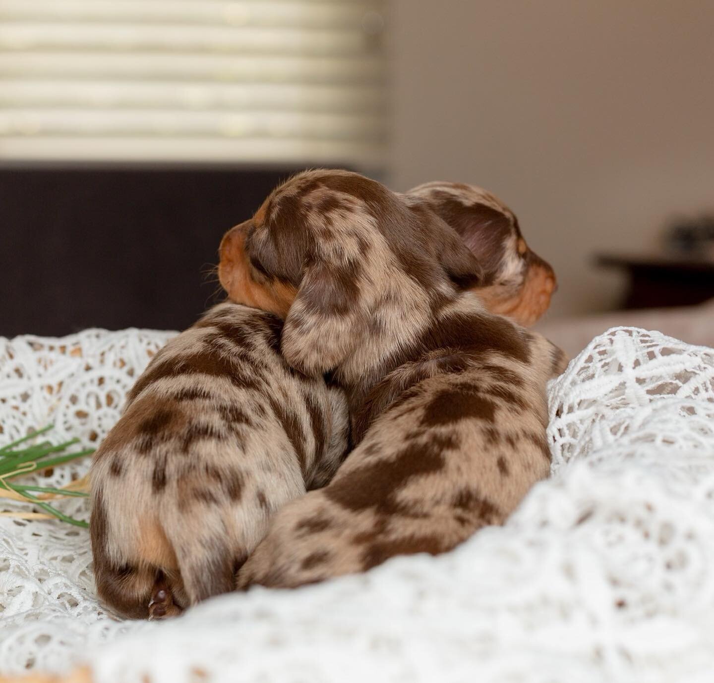 Puppy love 🐶 ❤️
.
.
.
.
.
#puppiesofinstagram #perth #dogbreeder #breeder #puppylove #pedigree #dachshund #dachshundpuppy