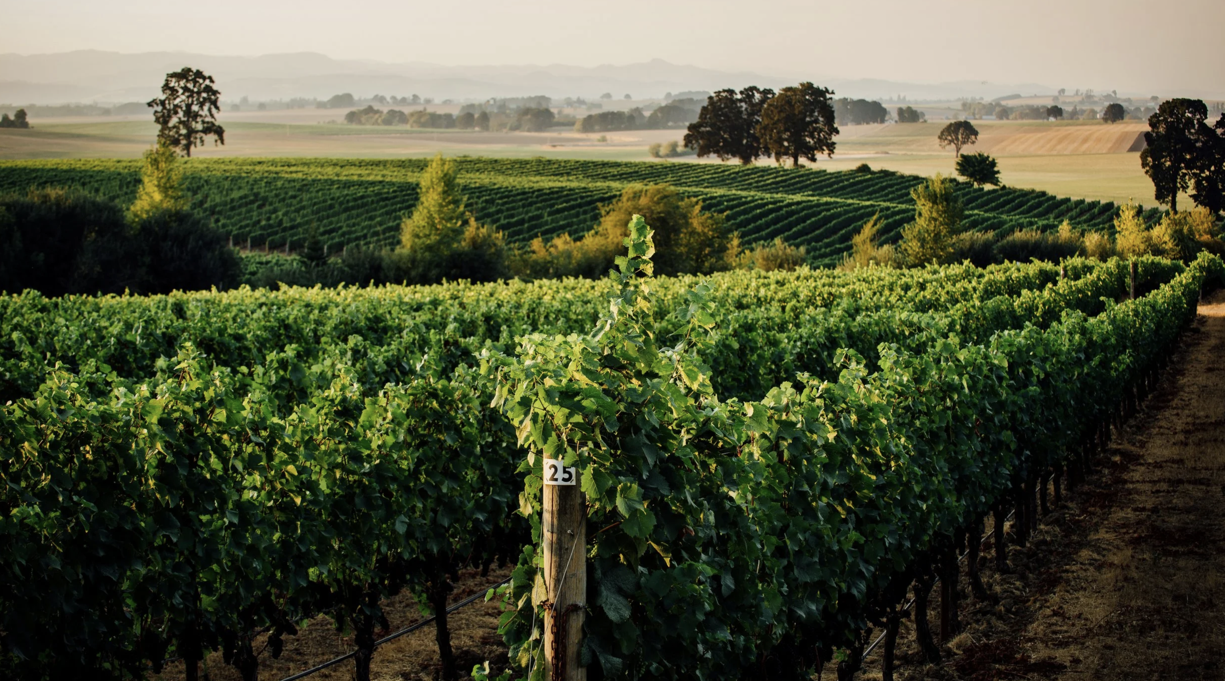 Presenting Johan Vineyards