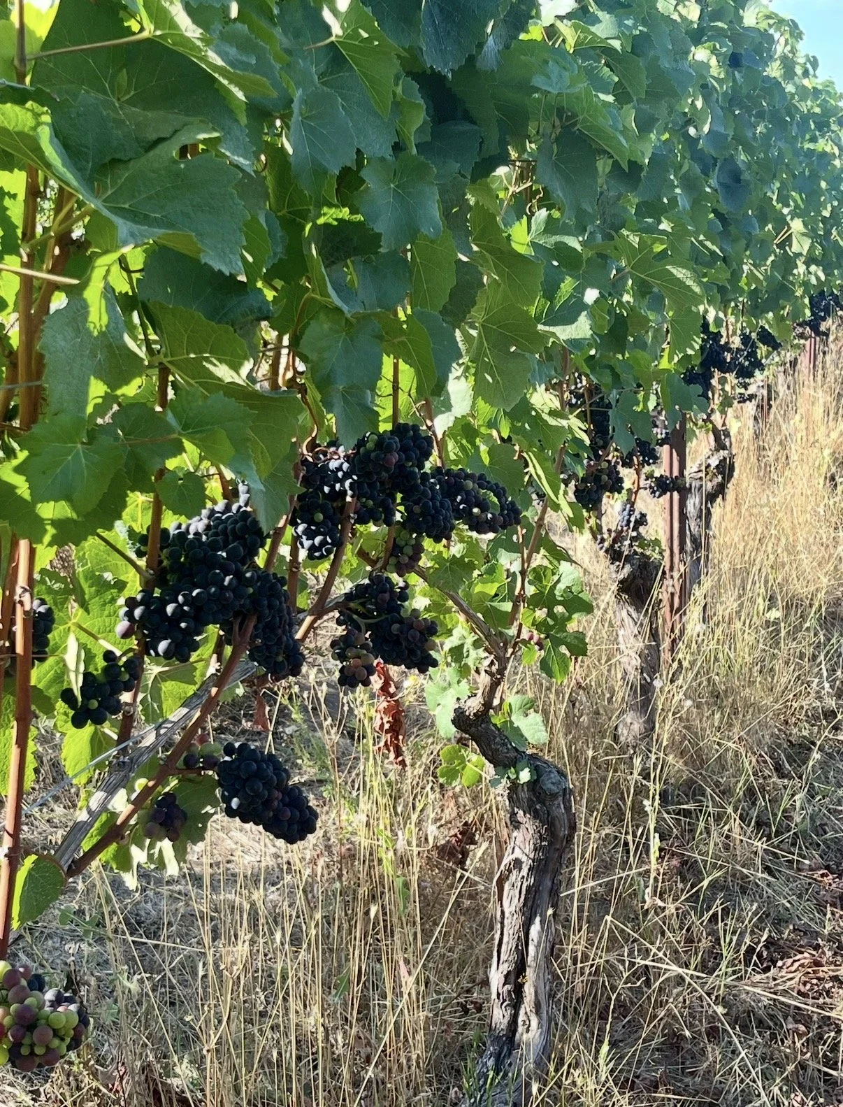 Wine School | Part I: The Many Faces of Oregon