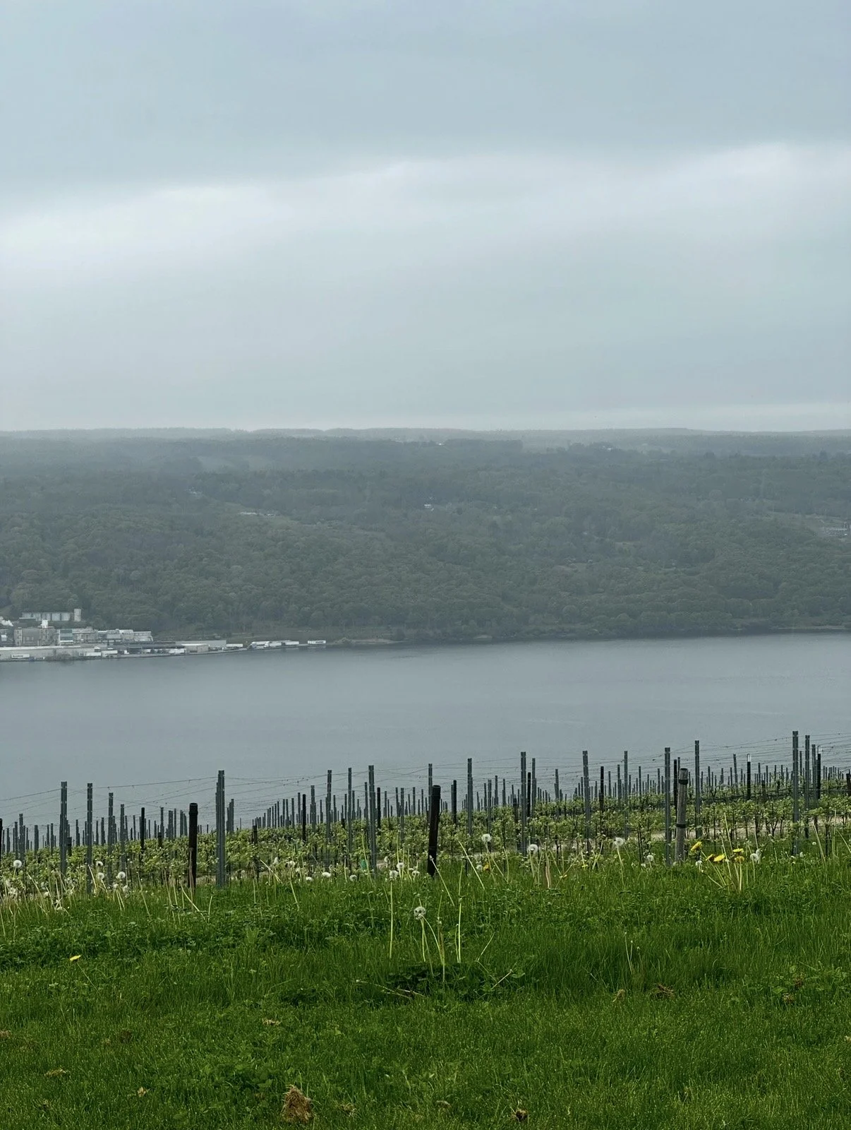 Wine School | Part II: The Finger Lakes