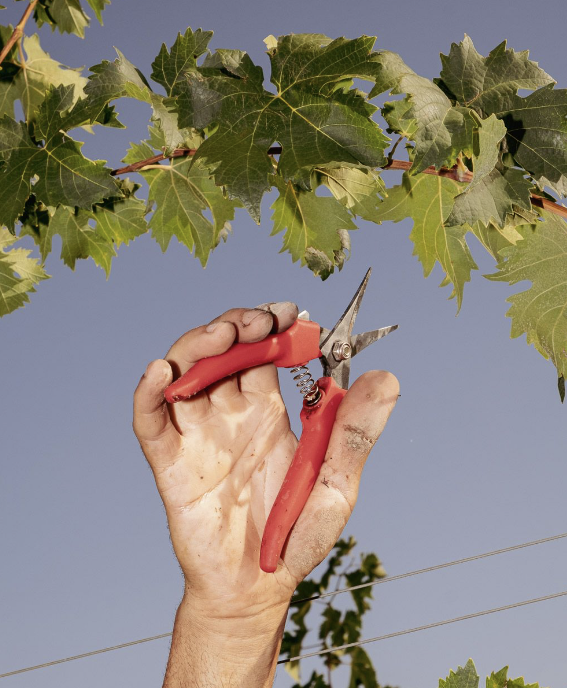 Wine School | Burgundy, reconsidered