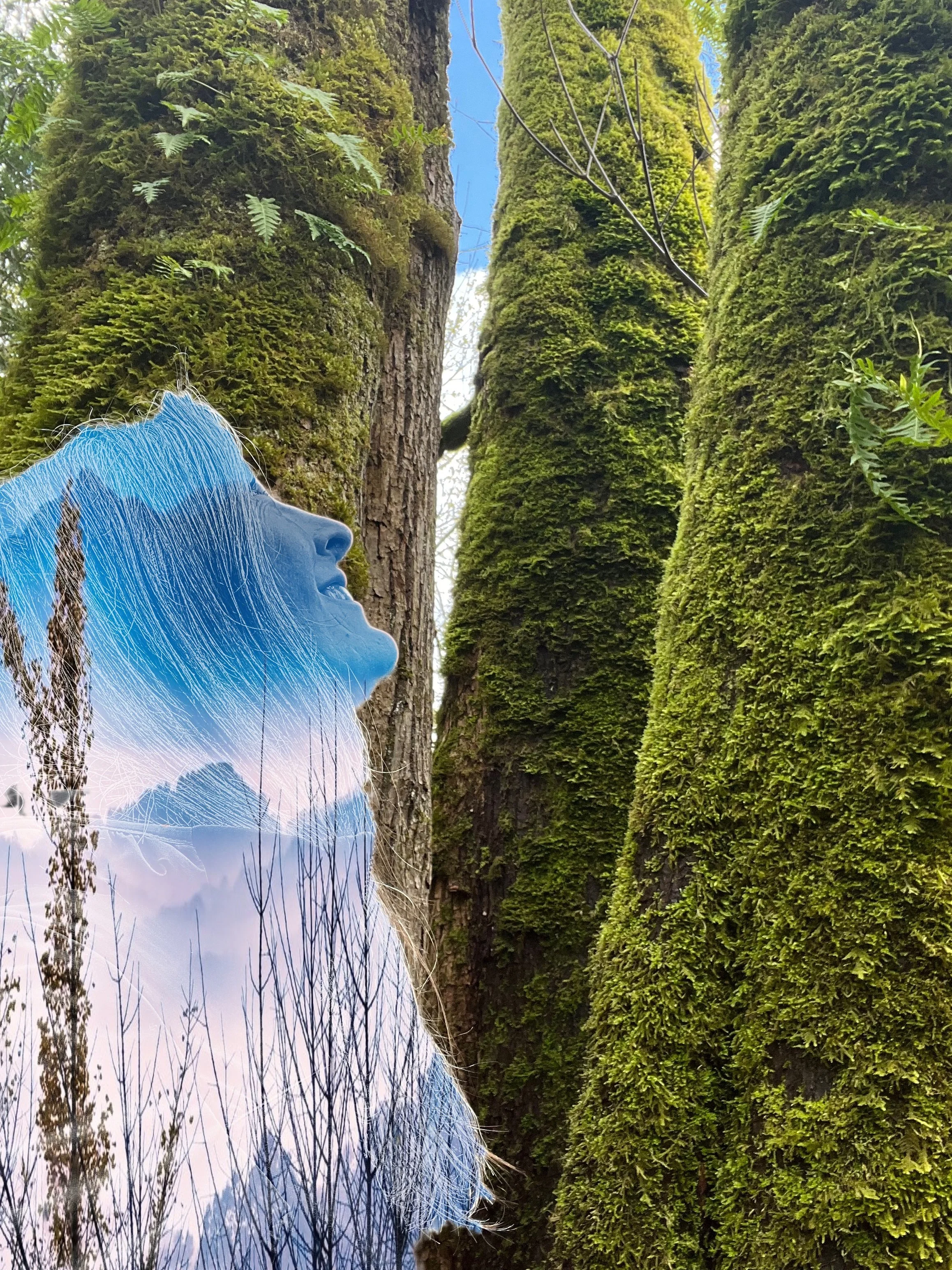 Becoming, new program, Mossy tall tree trunks with partially transparent image of female looking up and tall grasses overlaying torso.