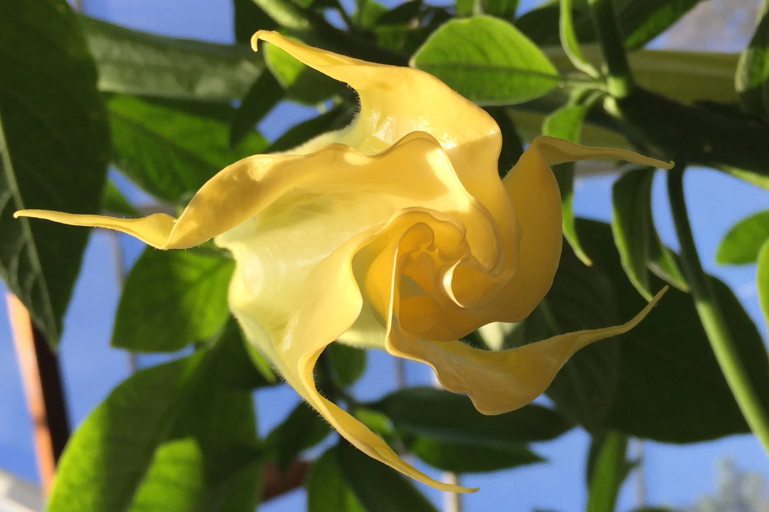 Unfurling light yellow tropical flower