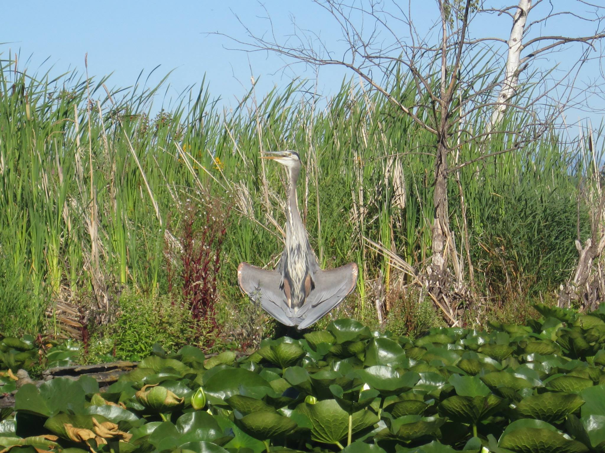 Heron Meditation.jpg