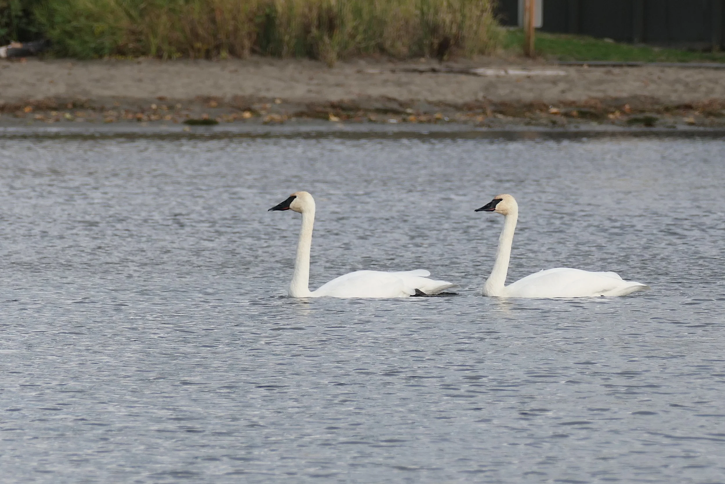 Trumpeter Twins.JPG