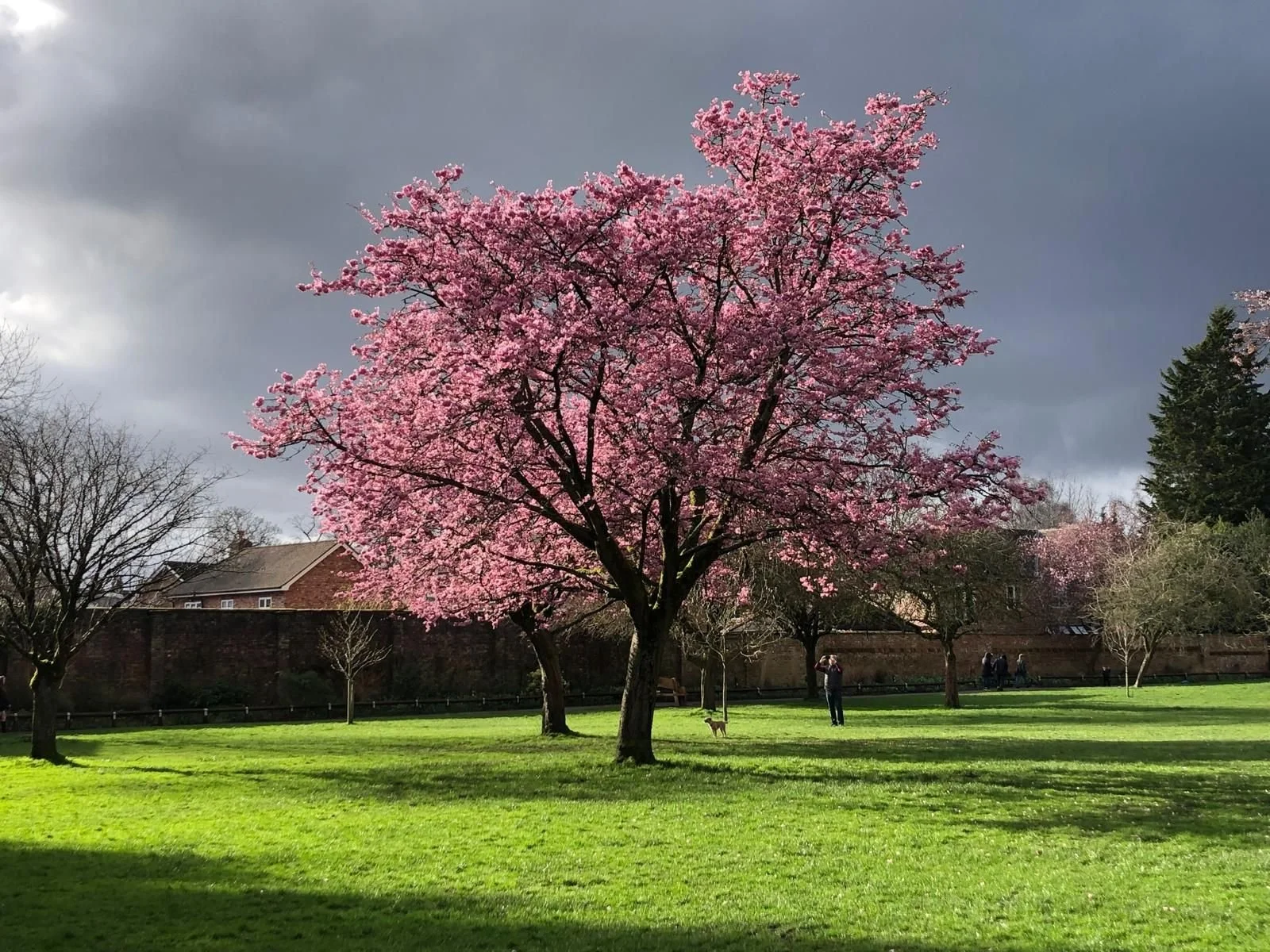 Spring Blooms, Community Spirit and Big Spring Clean Ahead in Didsbury Park