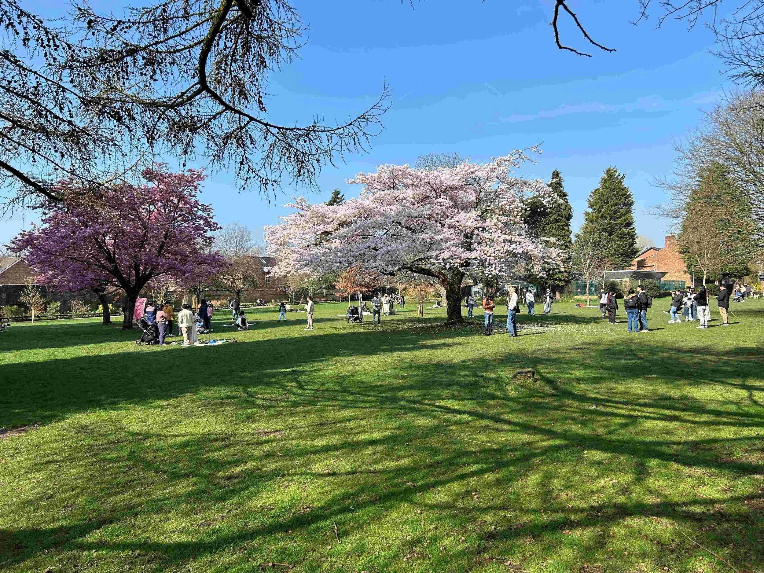 Blossom Brings the Crowds as Volunteers Keep Didsbury Park Pristine