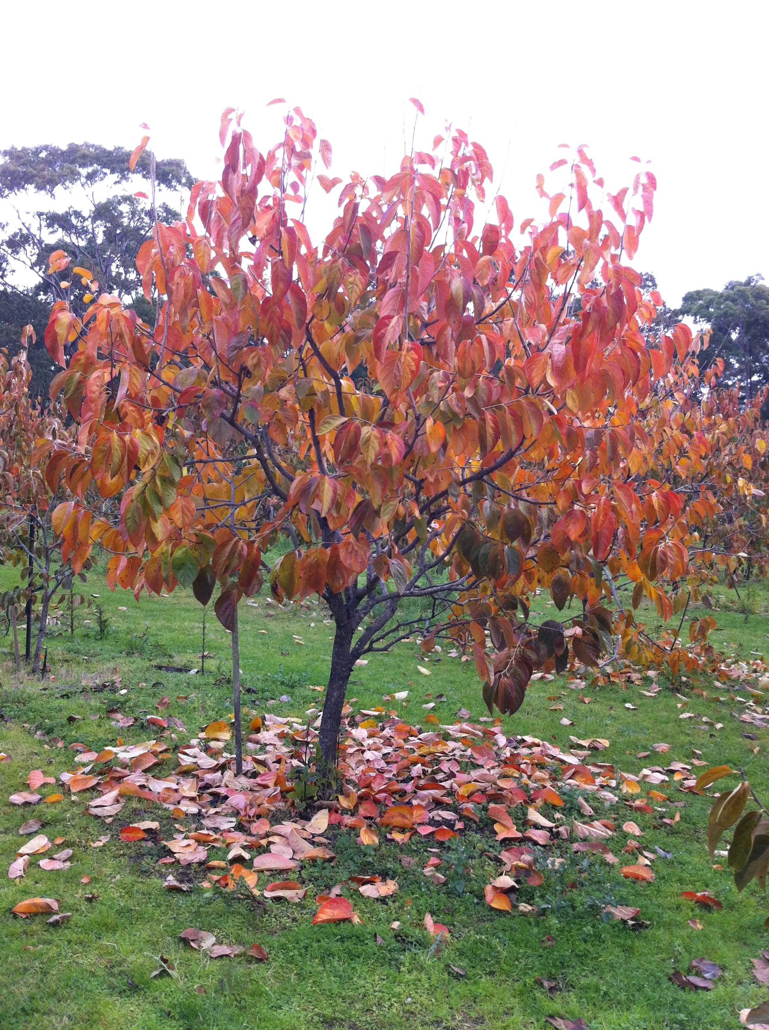 Persimmon tree with red and orange autumn leaves at the Aviani Persimmon Farm orchard in Galston NSW (Sydney).