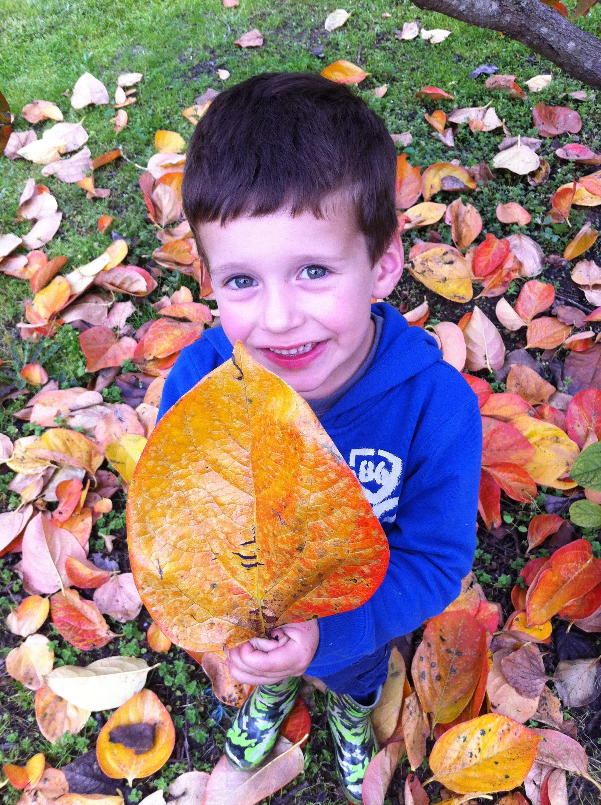 Young boy in a blue hoodie holding a large yellow persimmon leaf, standing among colorful autumn leaves on grass at our persimmon orchard in Sydney.