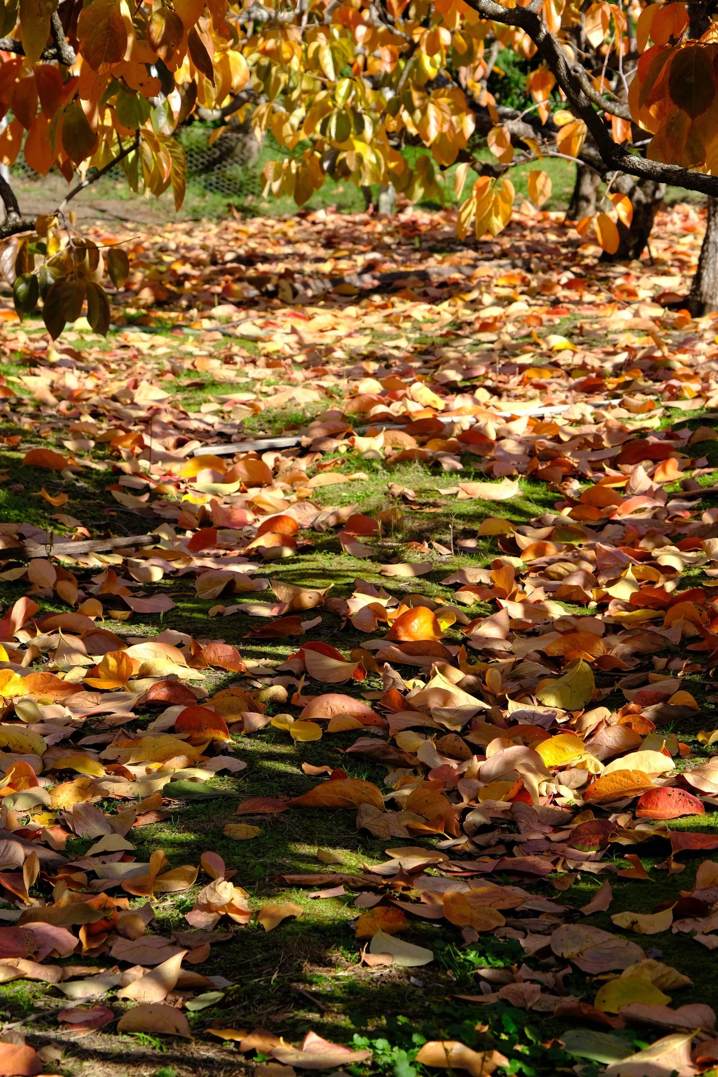 Fallen autumn persimmon leaves on grass beneath trees with colorful foliage.