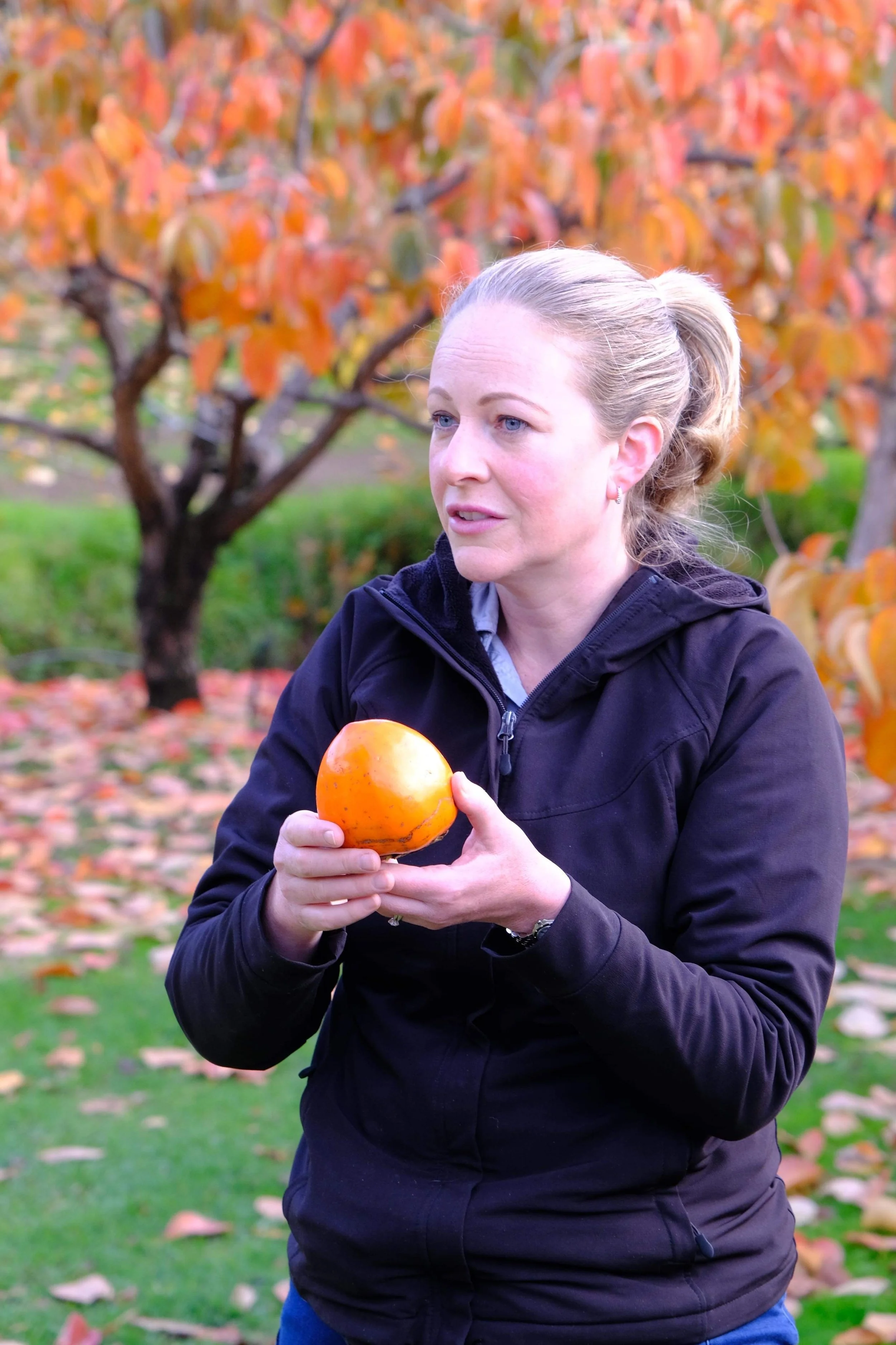 Pick your own persimmons (Fuyu - crunchy variety) includes a brief interesting talk about persimmons and the history of the farm in Galston (Sydney).