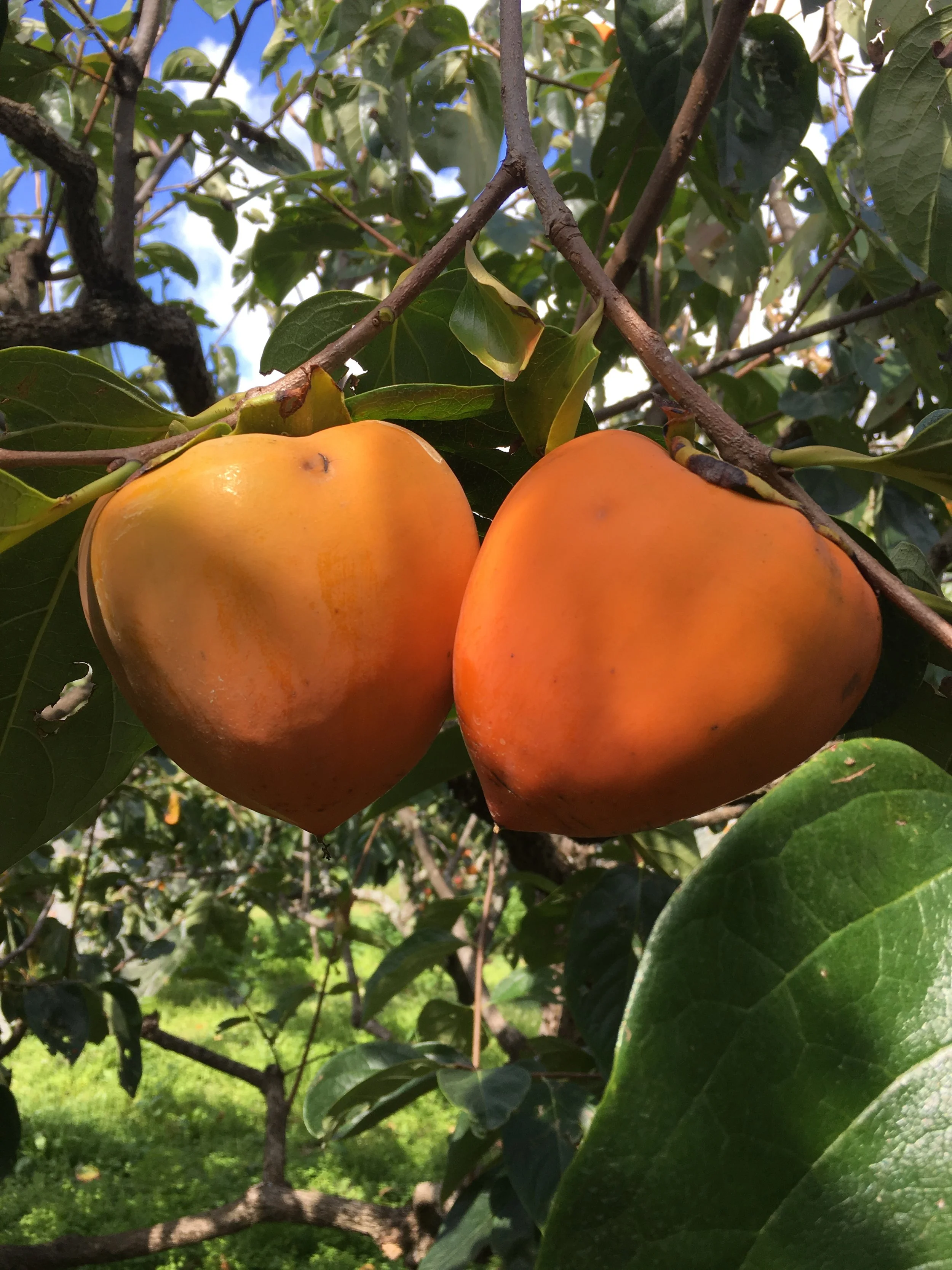 Two Nightingale (Hachiya) persimmons hanging from a tree with green leaves and a blue sky in the background.