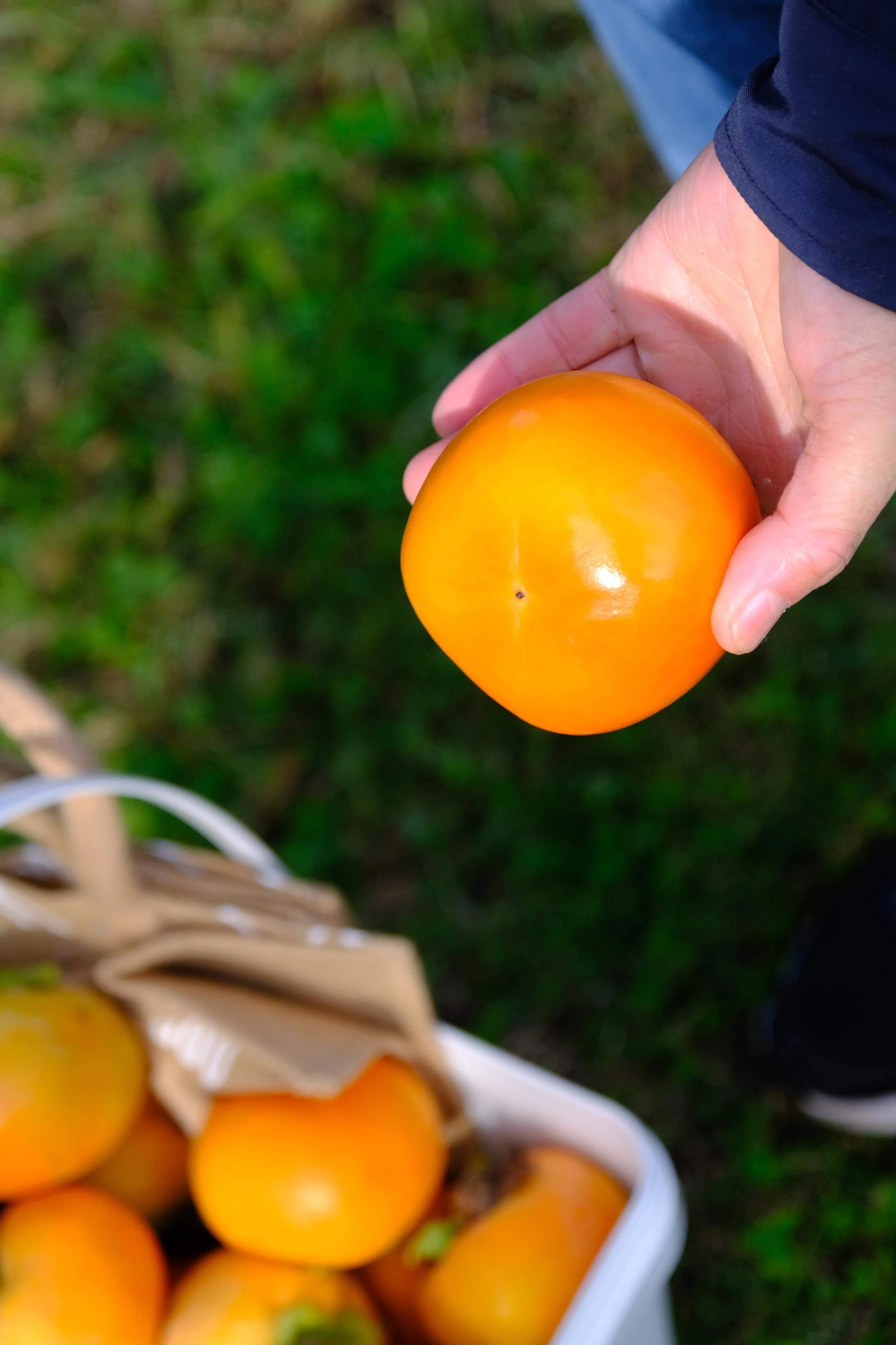 A ripe orange Fuyu persimmon near a basket of persimmons on grass at our persimmon orchard in Sydney. Buy persimmons from mid-March or pick your own (late April).