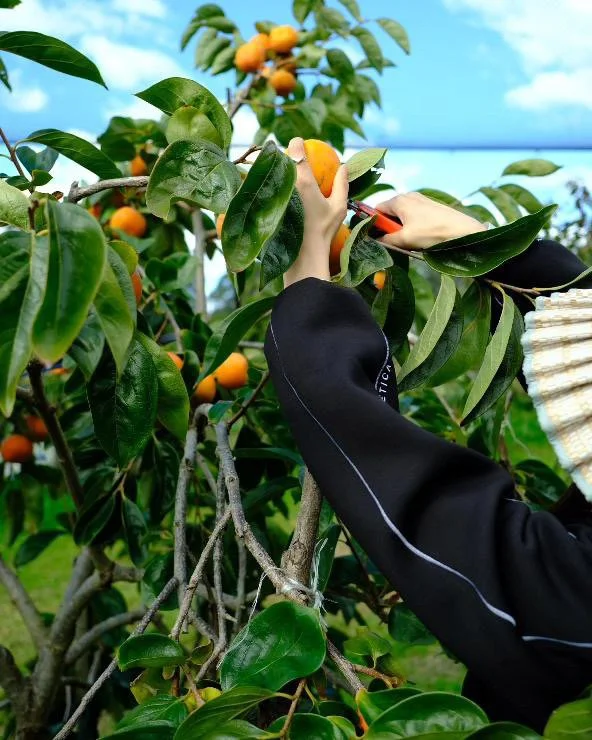 Person harvesting ripe persimmons from a tree using clippers, with green leaves and blue sky visible in background.