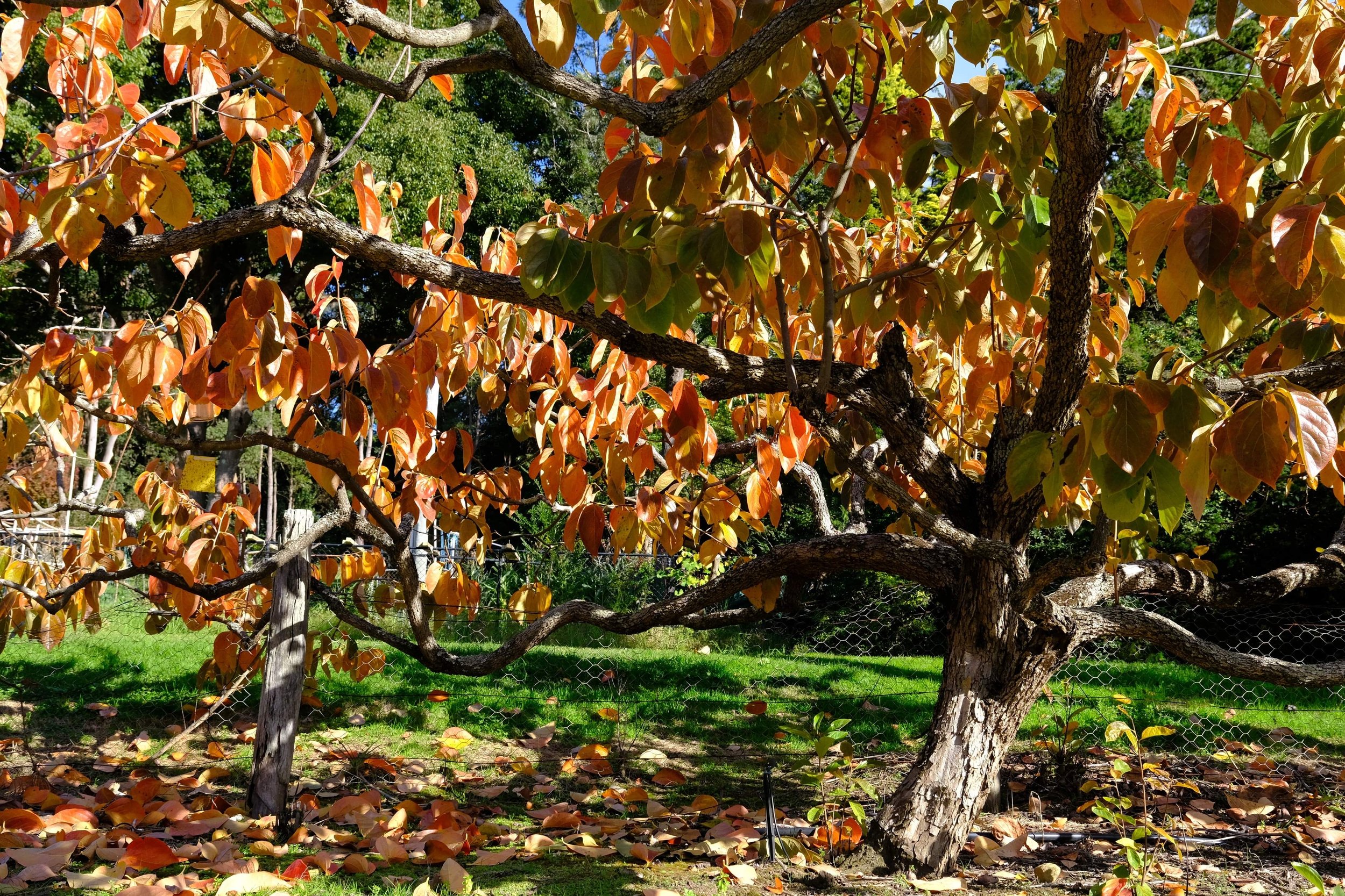 Persimmon tree with orange and green leaves in our orchard in Galston (Sydney)