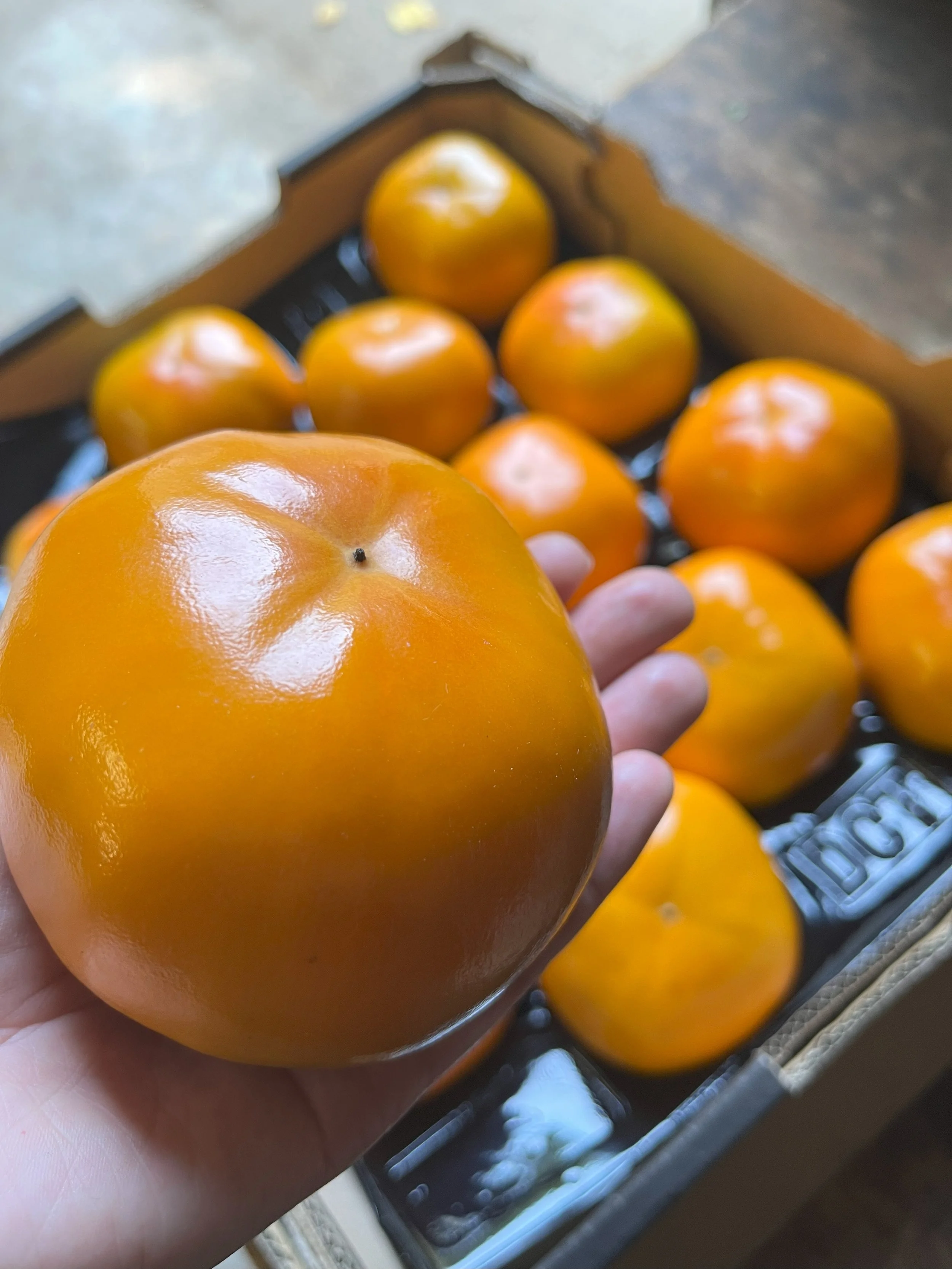 A hand holding a ripe Fuyu (hard/crunchy) persimmon over a box of persimmons. Buy Fuyu persimmons from our packing shed from mid-April or or come fruit picking from late April (bookings essential via our website).
