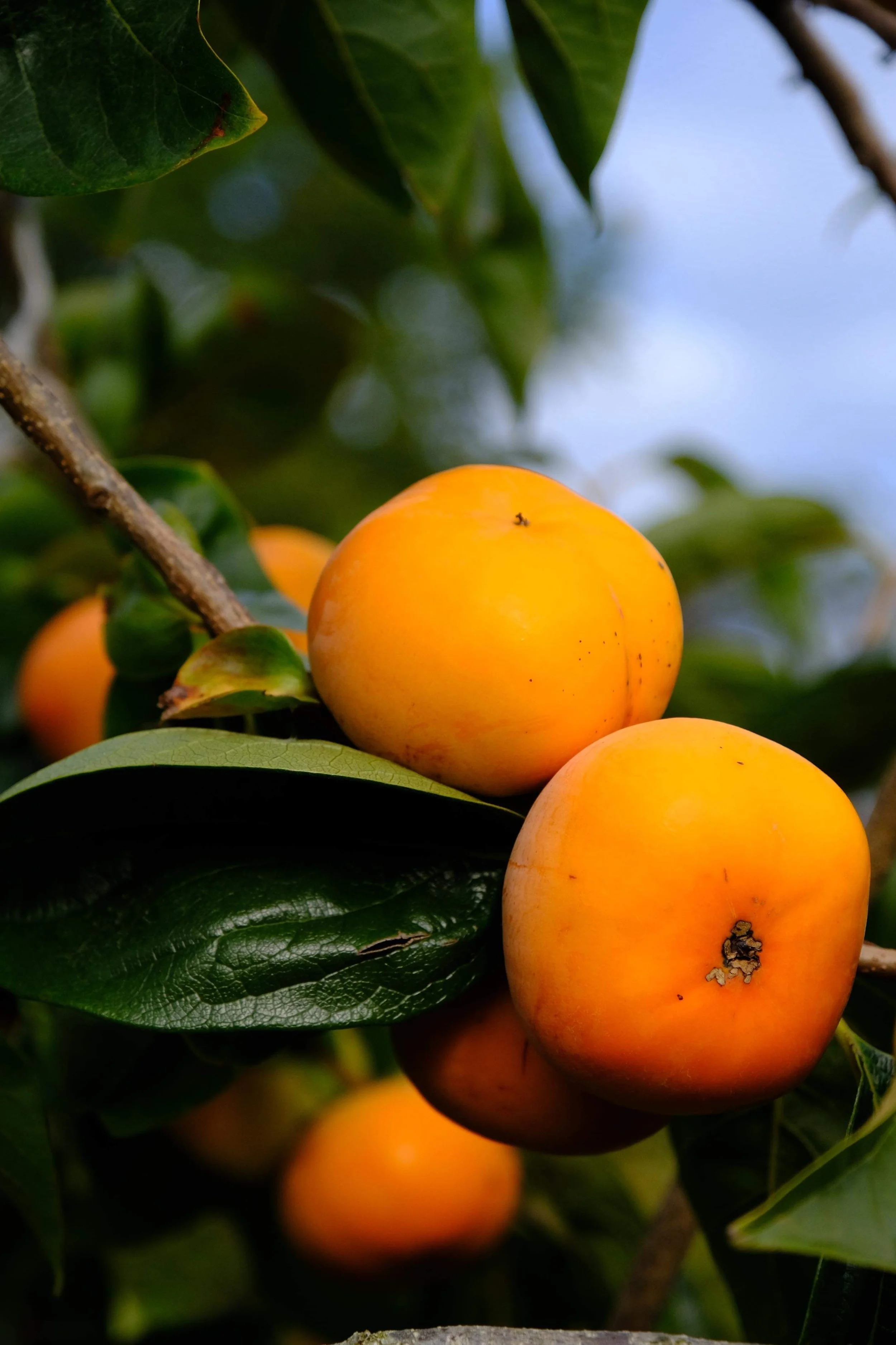Ripe Fuyu (hard/crunchy) persimmons on a tree branch with green leaves. Buy from our packing shed or pick your own from late April each year. Book via our website.