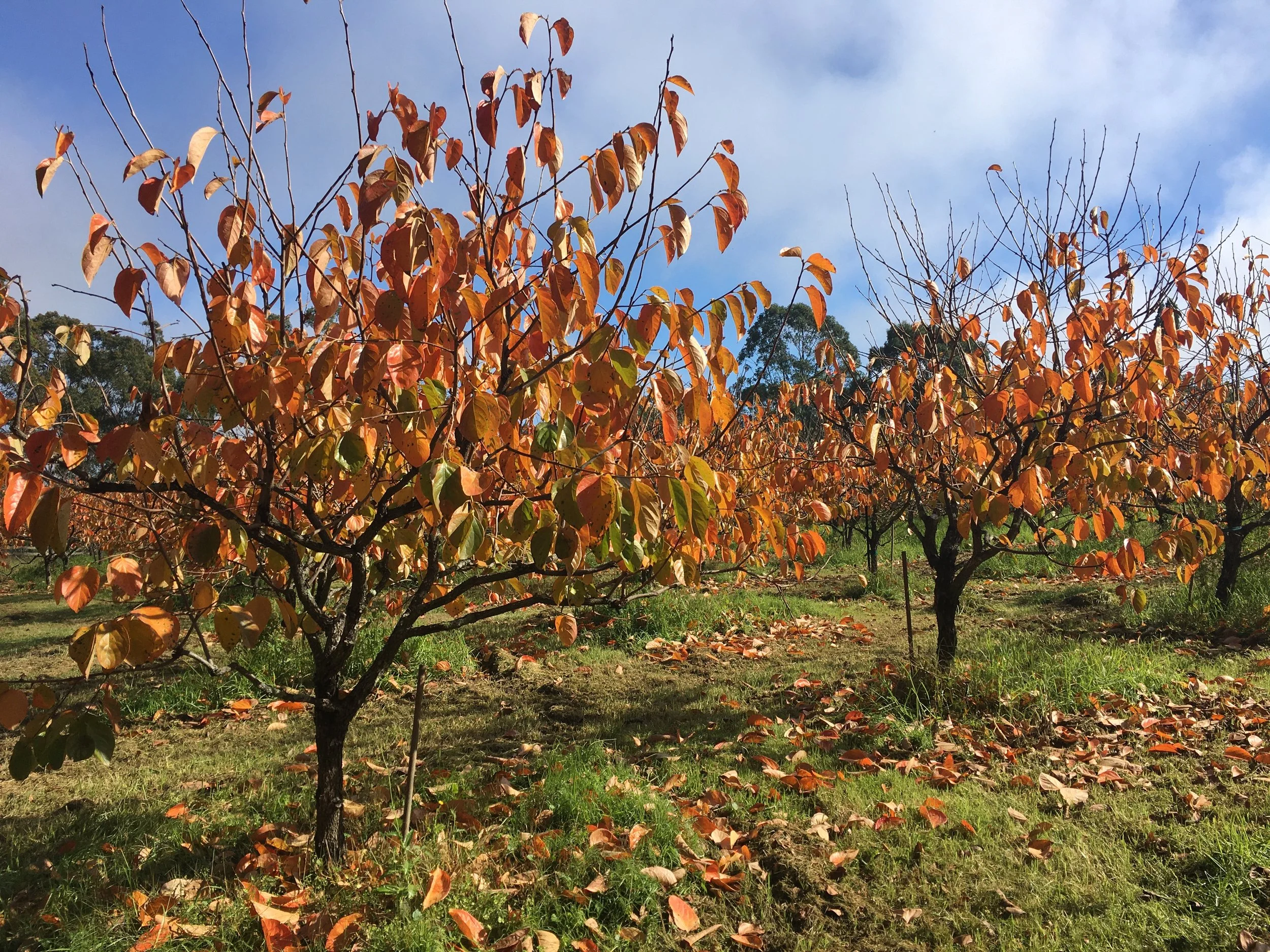 Orchard of trees with orange and red autumn leaves