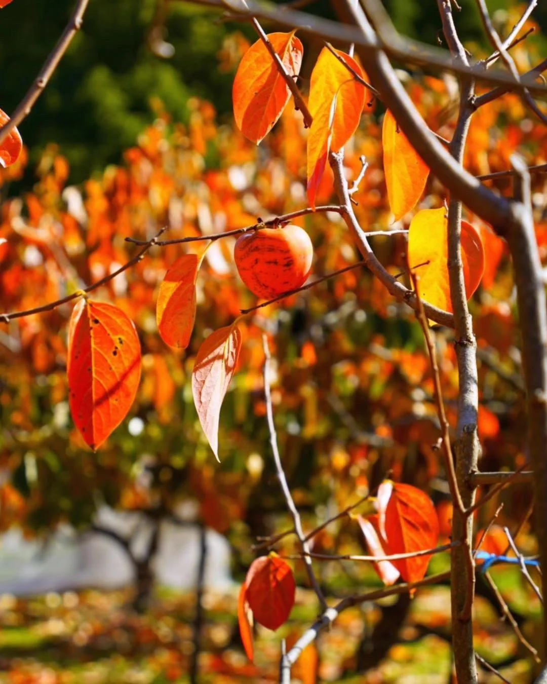 Persimmon tree with orange leaves and a ripe fruit in autumn at our persimmon orchard in Sydney. Buy persimmons from mid-March or pick your own persimmons (late April).