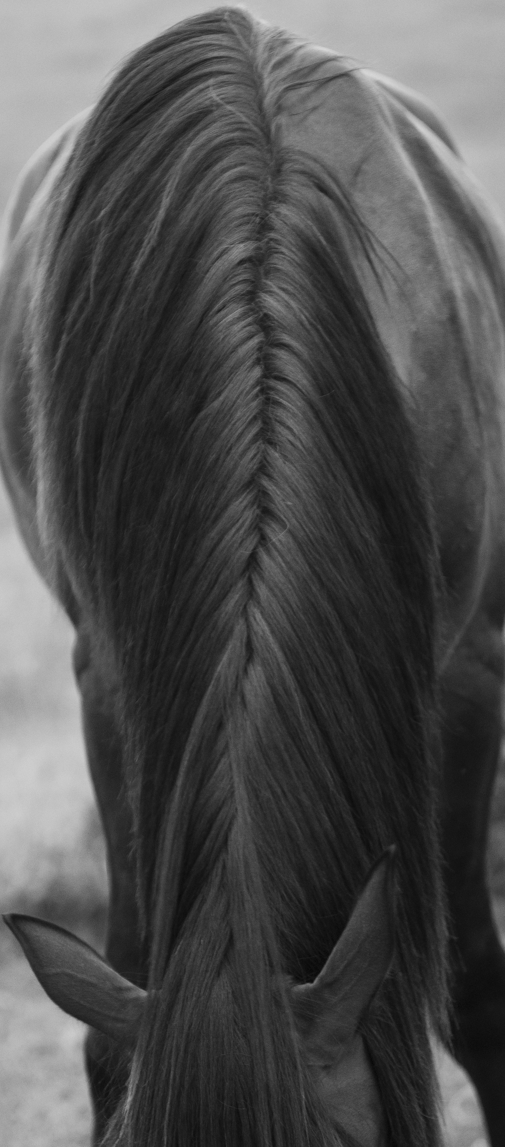 Why You Should Invest in an Equine Portrait Session