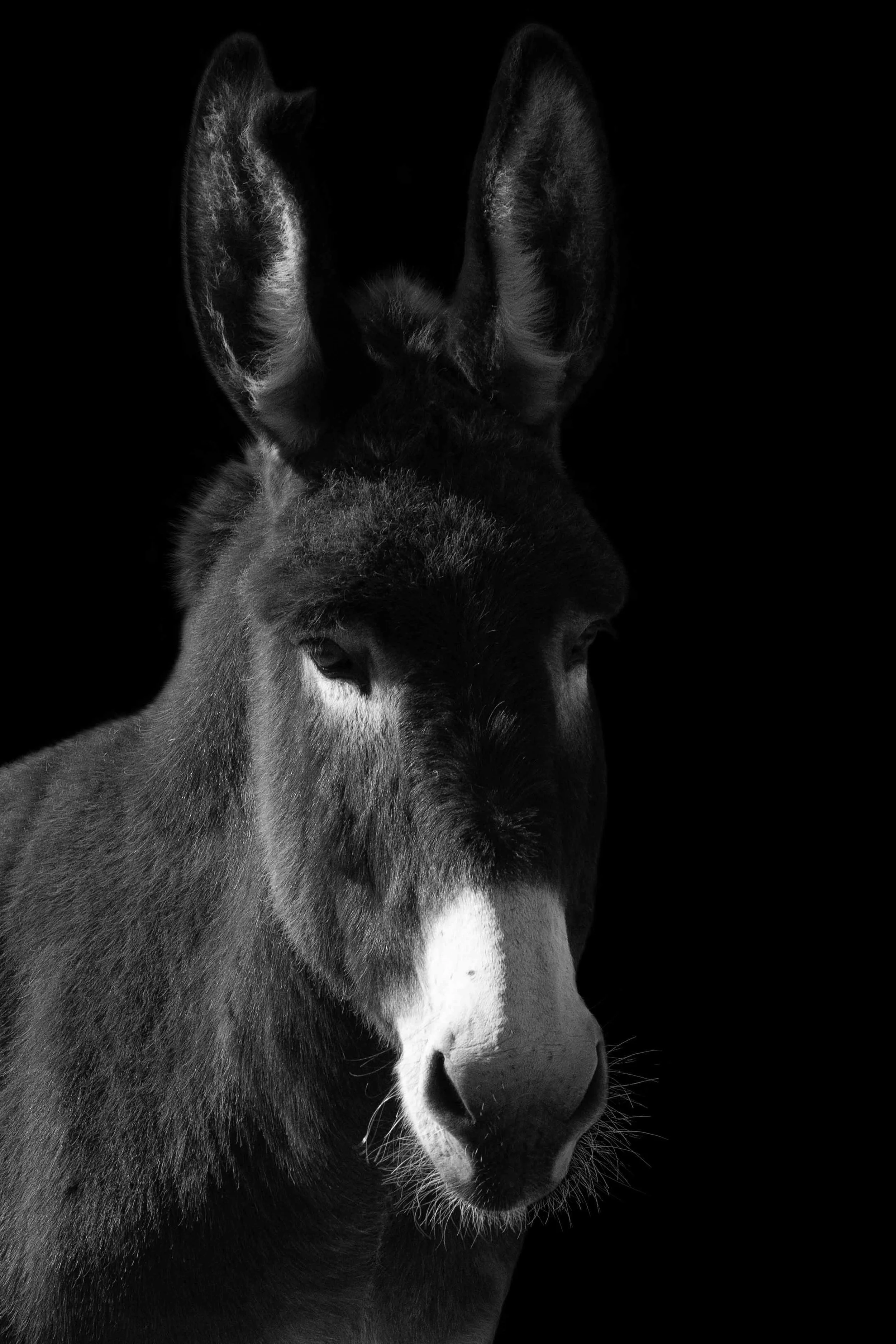 DSC_4190 B&W.jpg