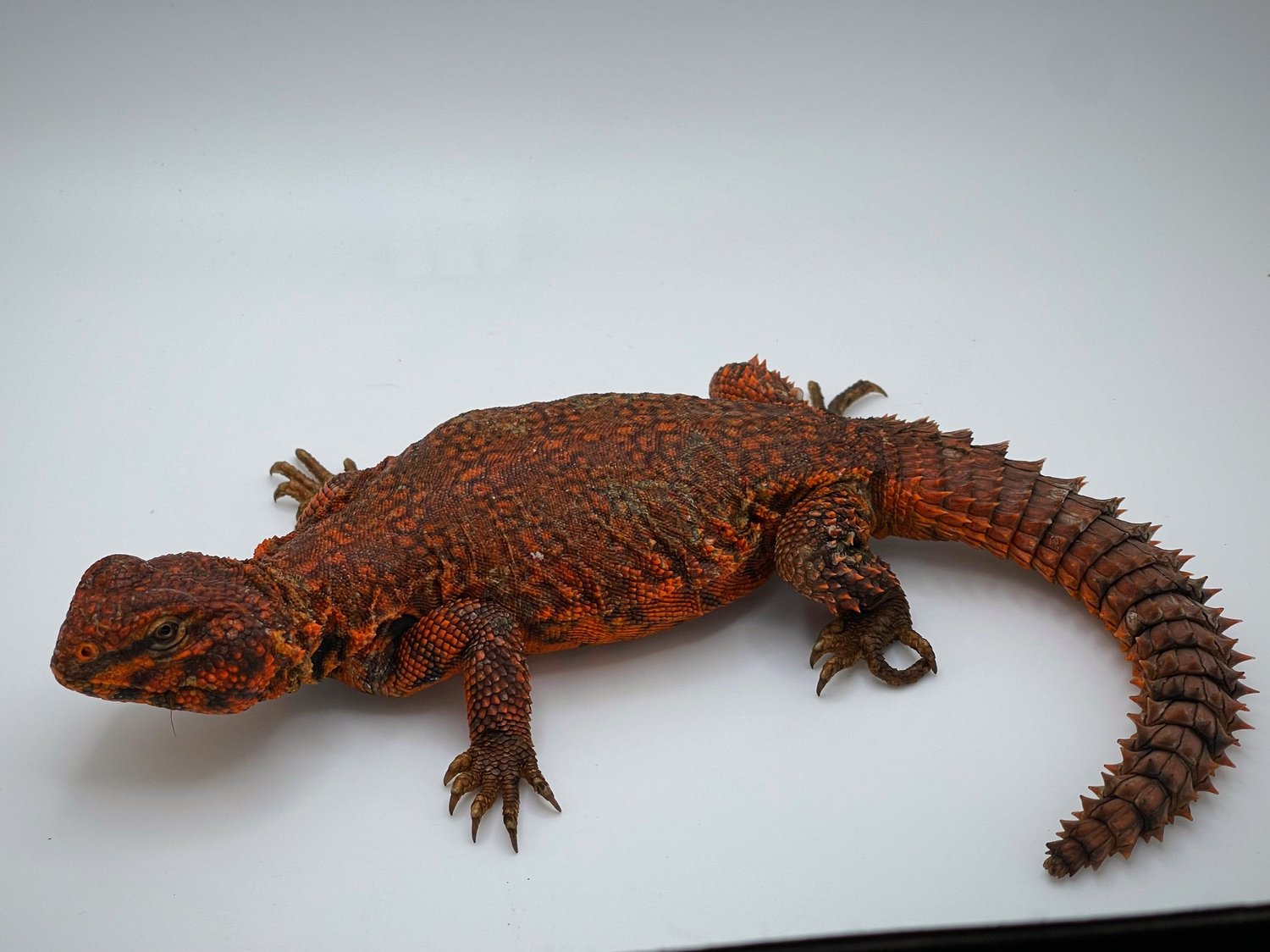 Saharan Uromastyx