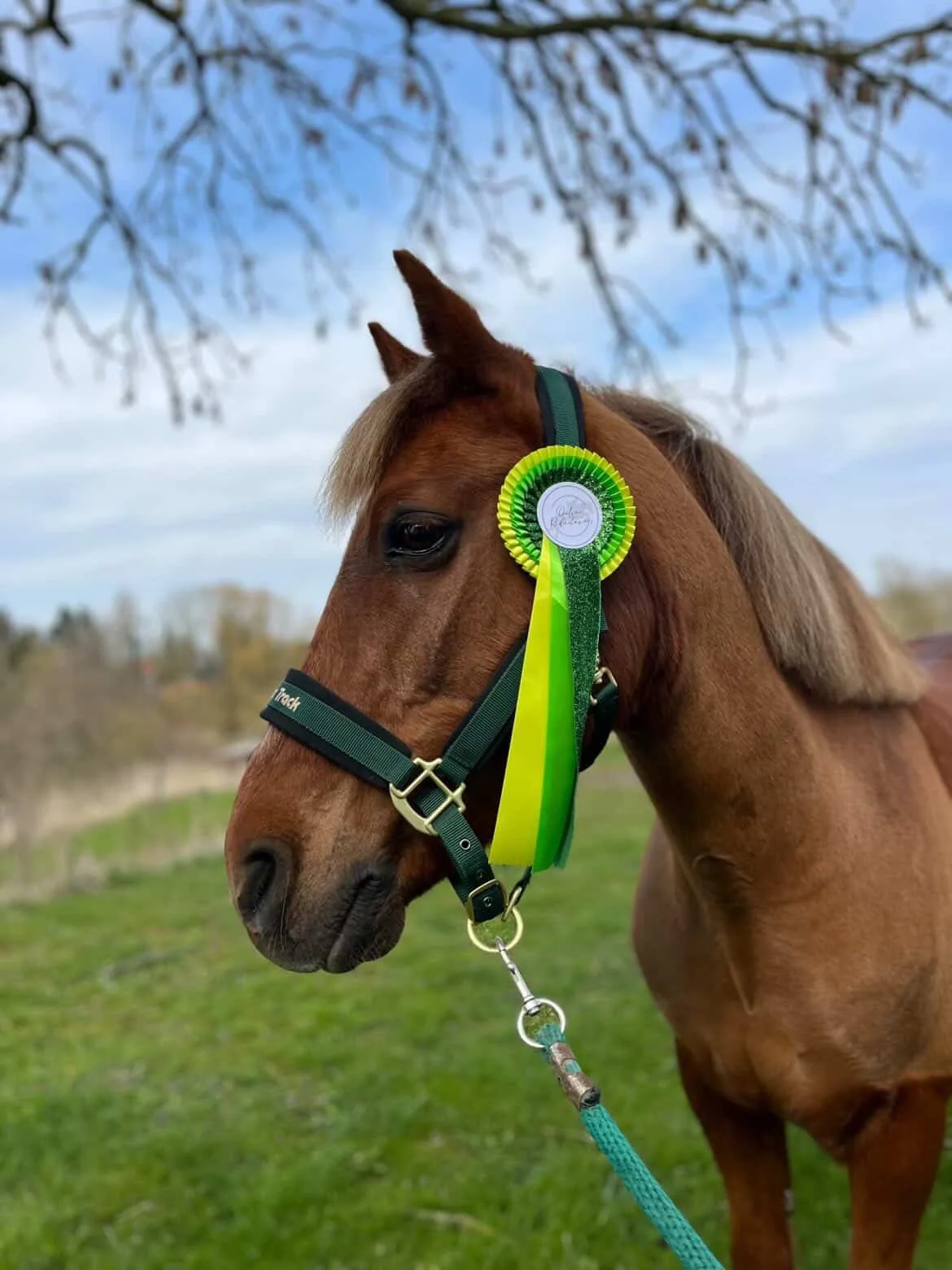 S&oslash;deste B&oslash;lle med en af vores fine marts-rosetter 💚✨

Vi elsker n&aring;r I deler billeder; s&aring; tusind tak, @equestrian_sophia15! 🥰