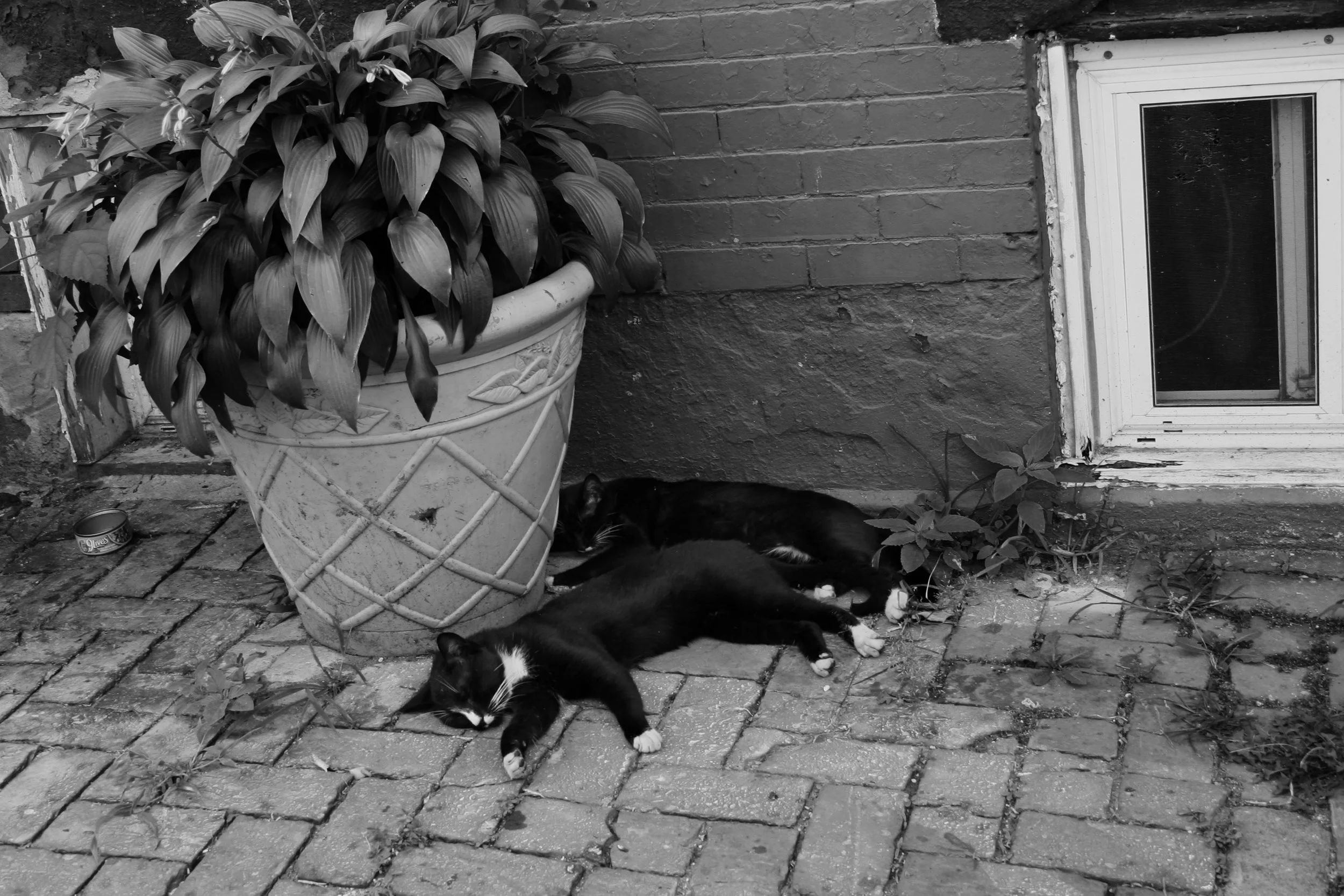 11. 30х50 Cats Sleeping.jpg