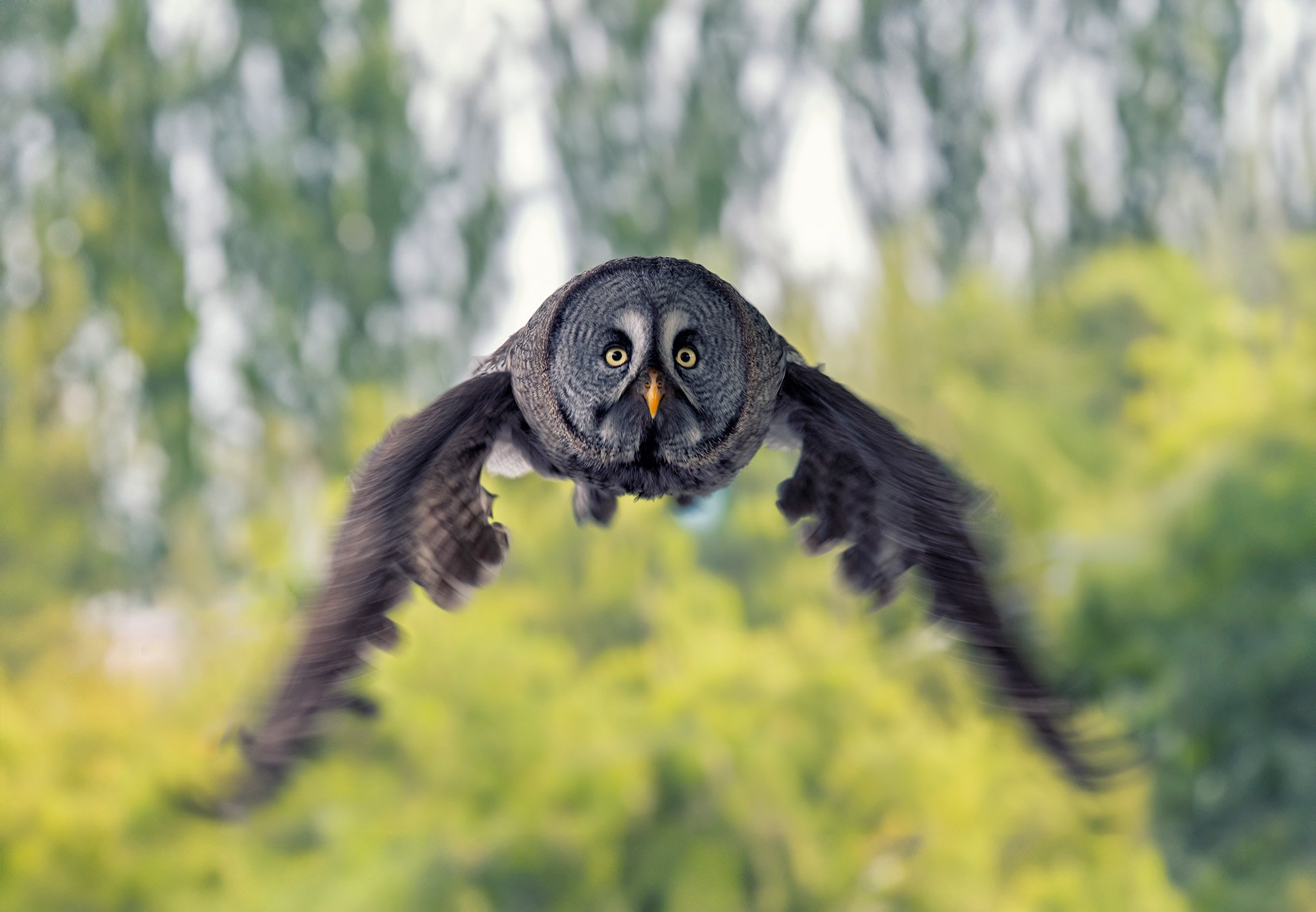 Thema03_Greifvogel_BirdsOfPrey004.jpg