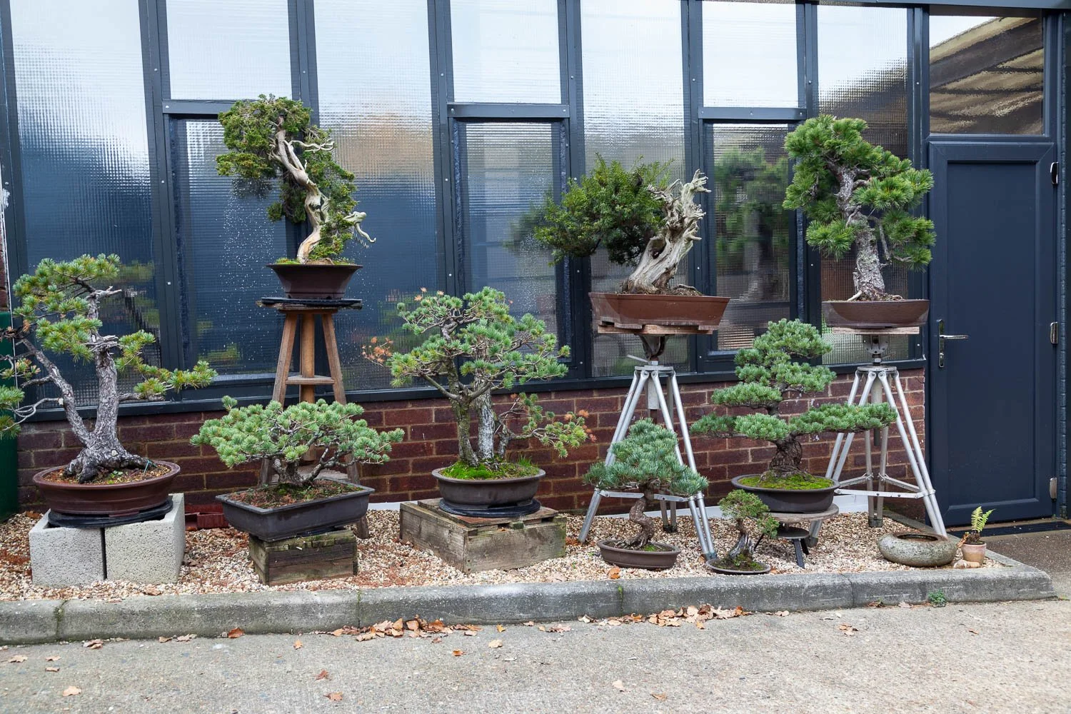 Bonsai tree garden outside the photographic studio, interior design photographer London, Essex