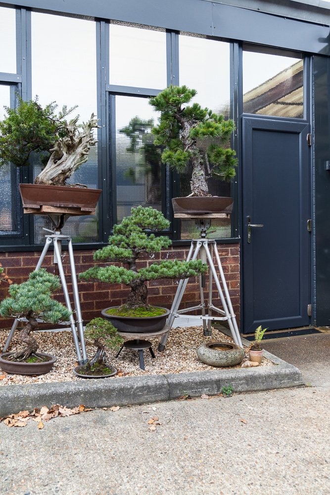Bonsai trees displayed beside the photographic studio's glazed entrance, interior photographer, Essex