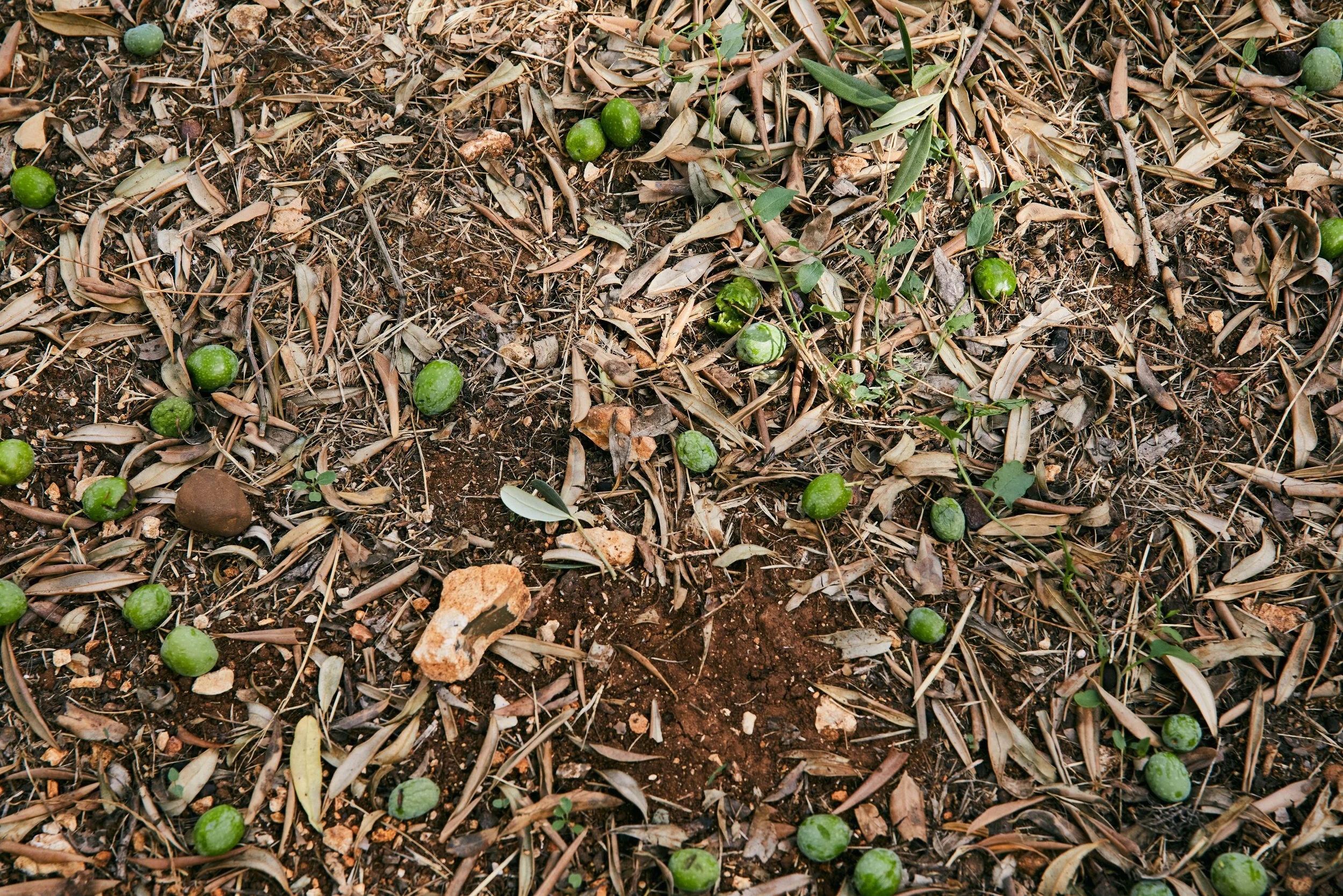 MCL_OliveOil-Sicily-Vivant_ 5.jpg