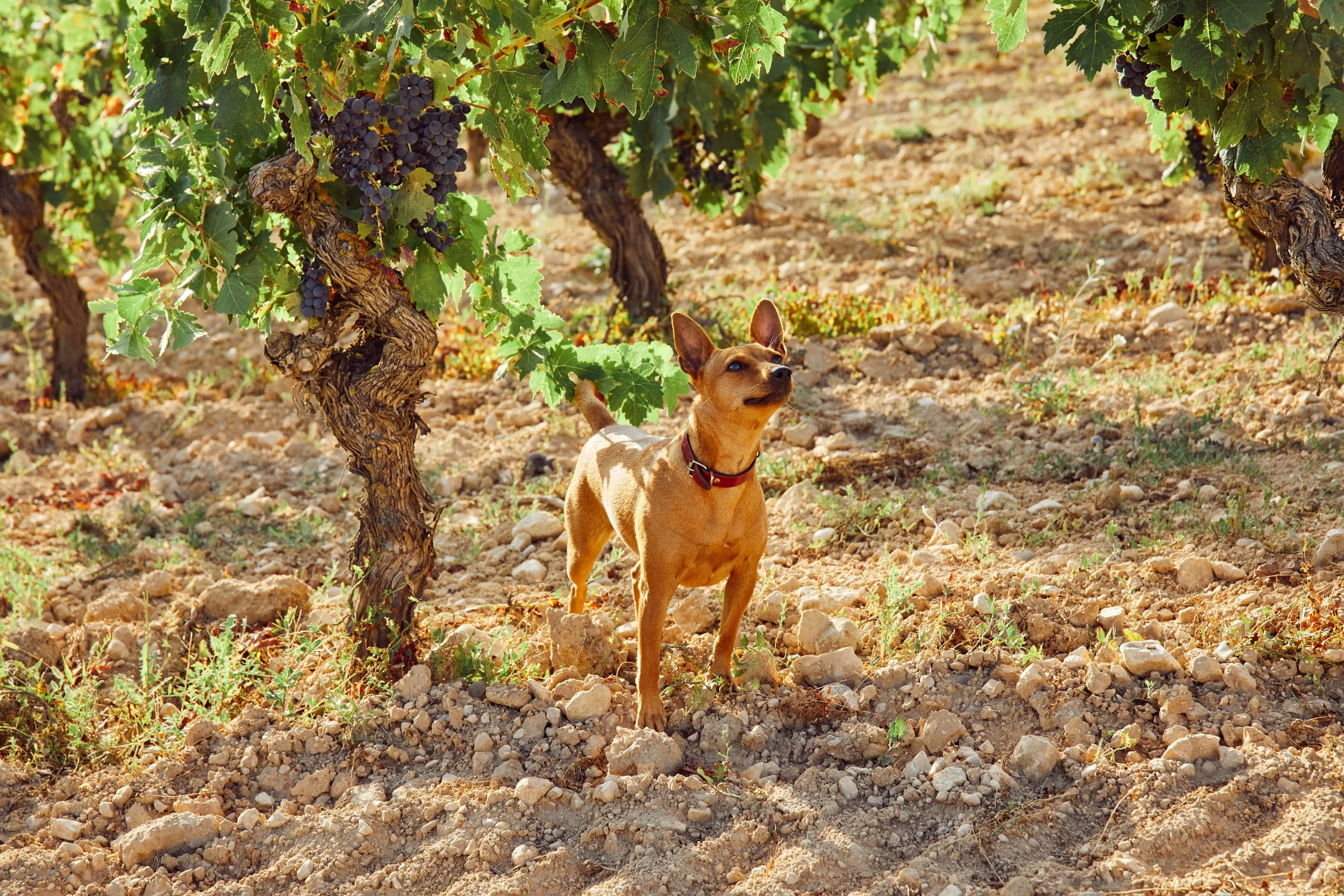 SP-RJ-PR-03_Exopto 55.jpg