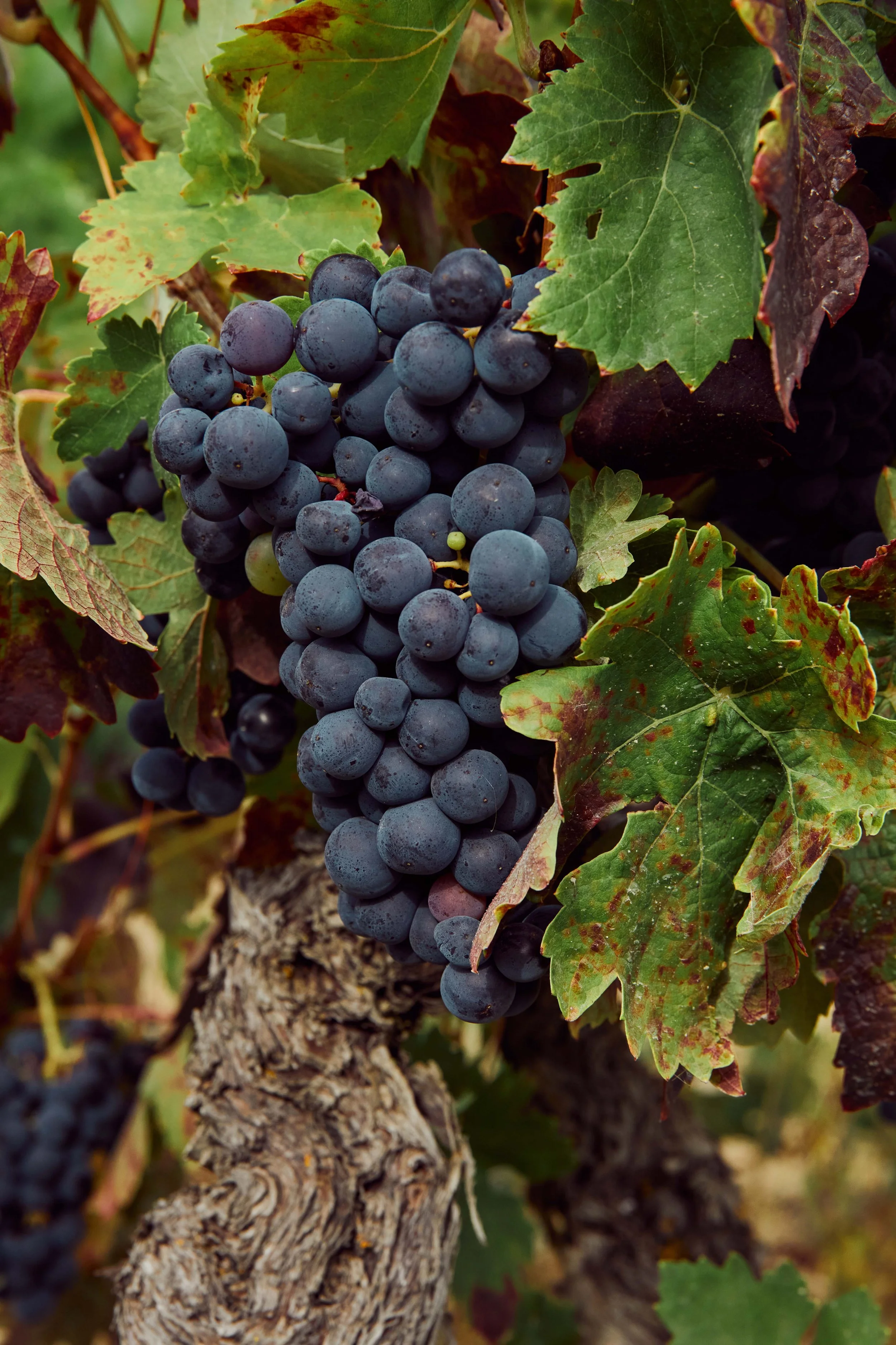 SP-RJ-PR-02_Pujanza 149.jpg