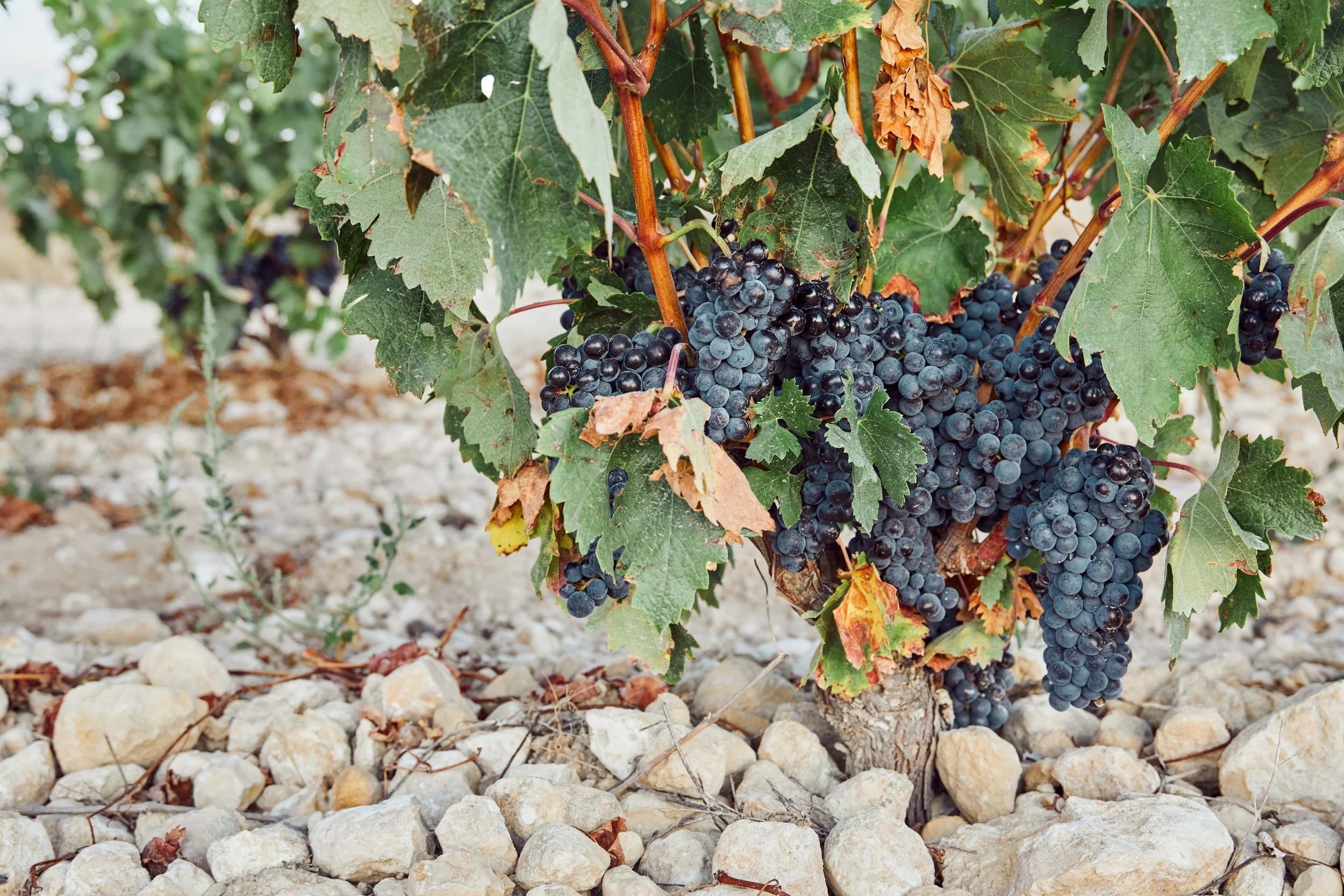 SP-RJ-PR-03_Exopto 16.jpg