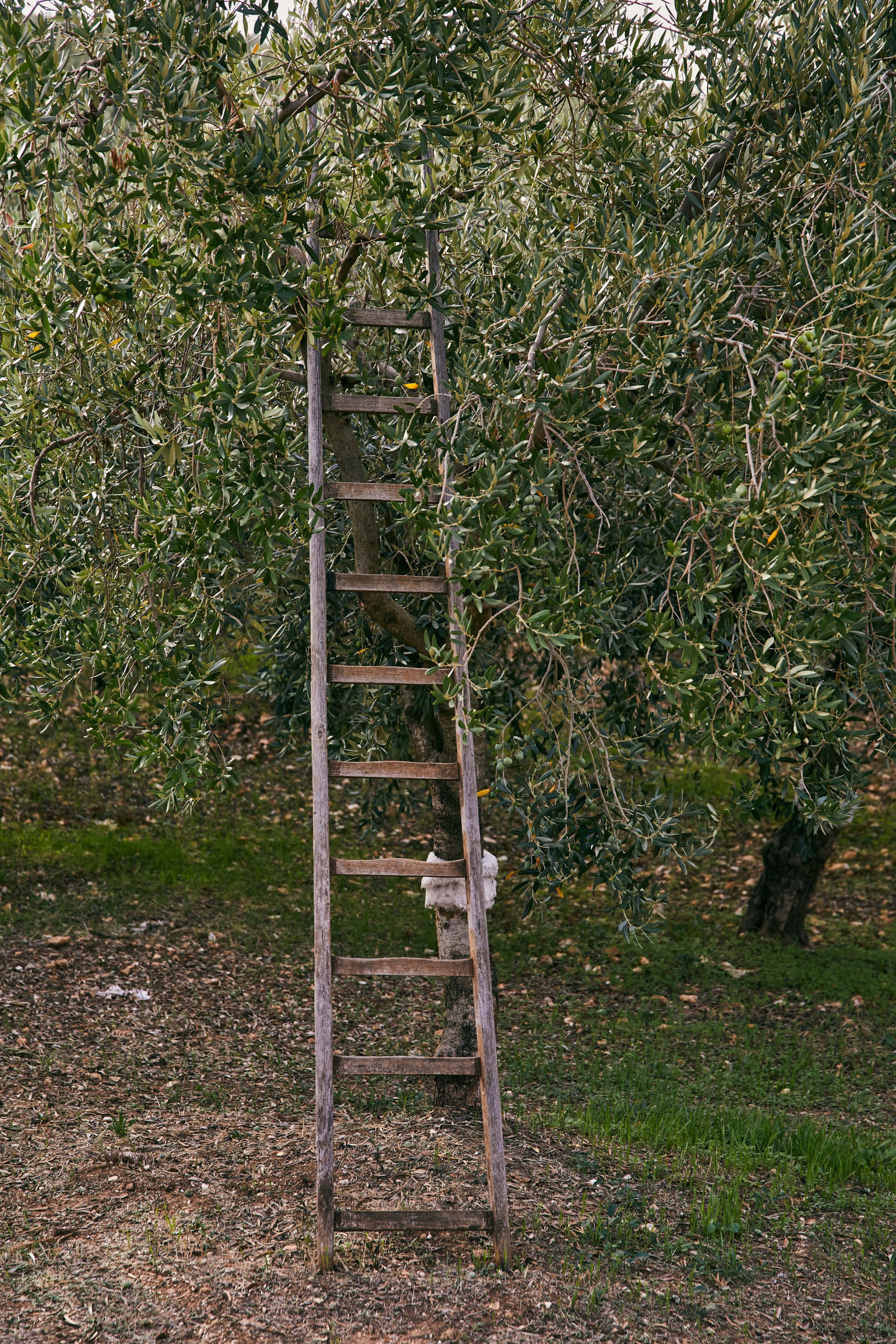 MCL_OliveOil-Sicily-Vivant_ 8.jpg
