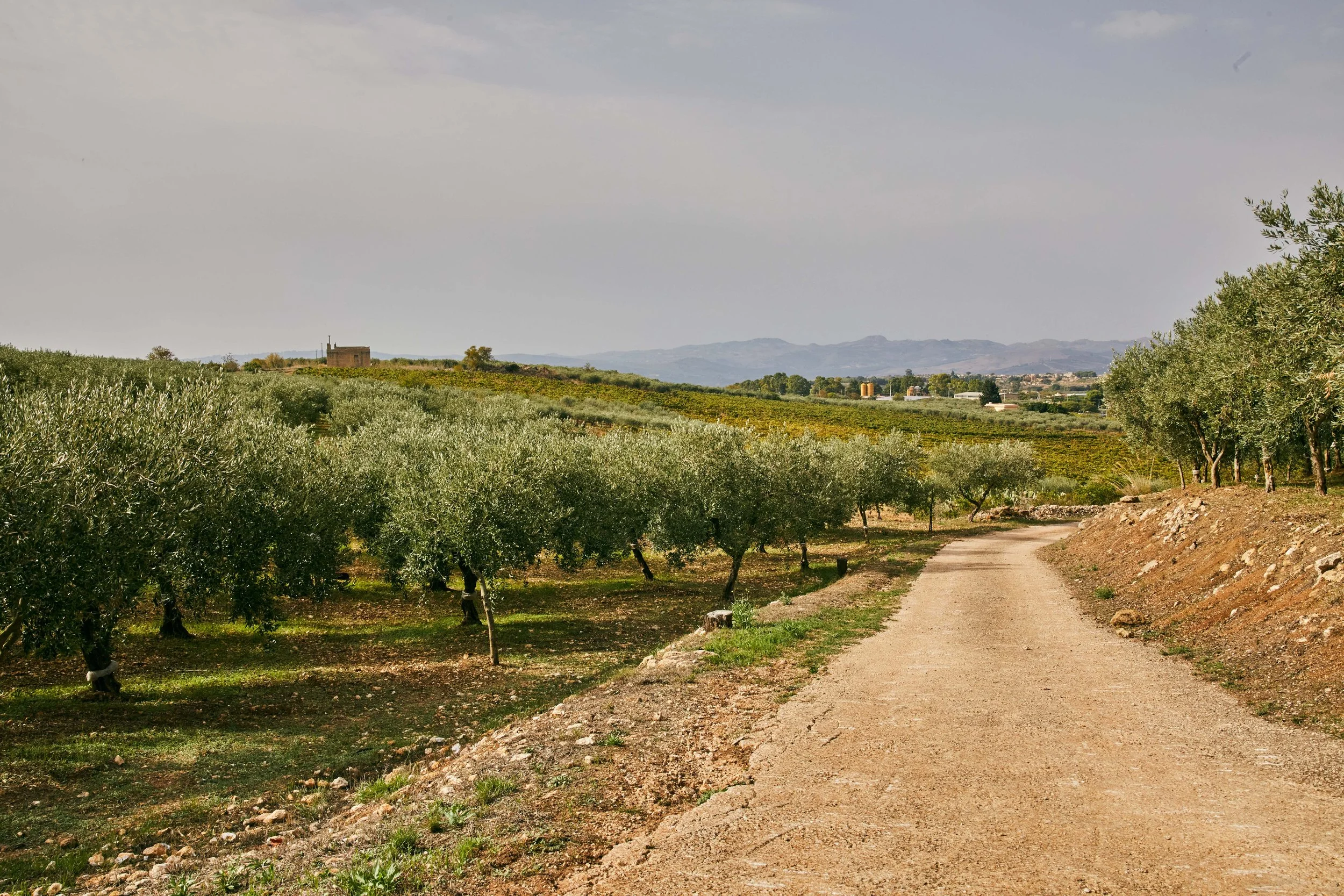 MCL_OliveOil-Sicily-Vivant_ 6.jpg