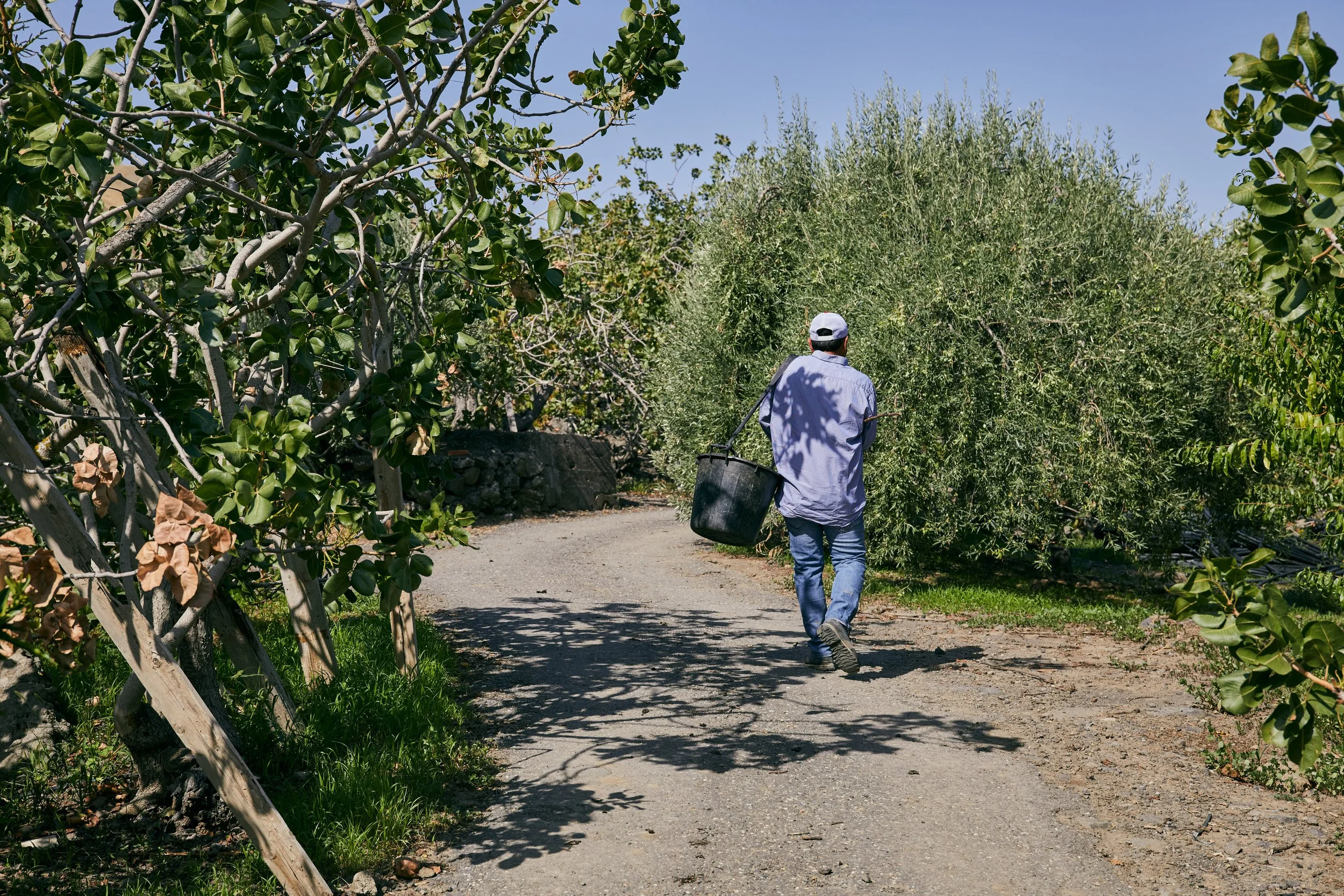 MCL_PistaccioFarm-Sicily21_.jpg