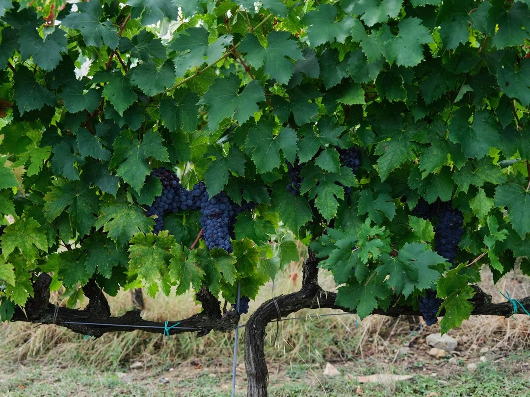 MCL_CastelloDiMonsanto-Winery_2025_59.jpg