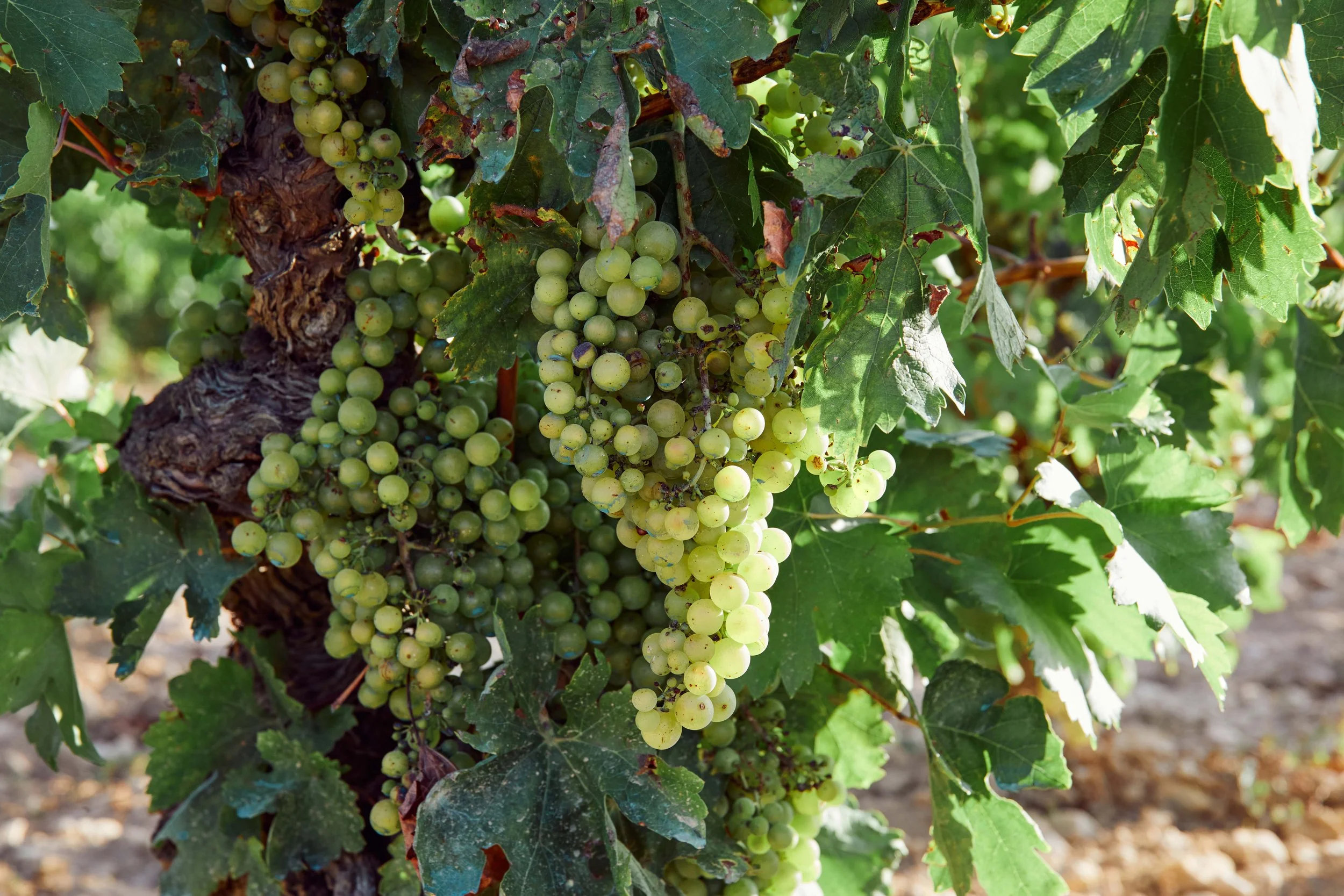 SP-RJ-PR-03_Exopto 31.jpg