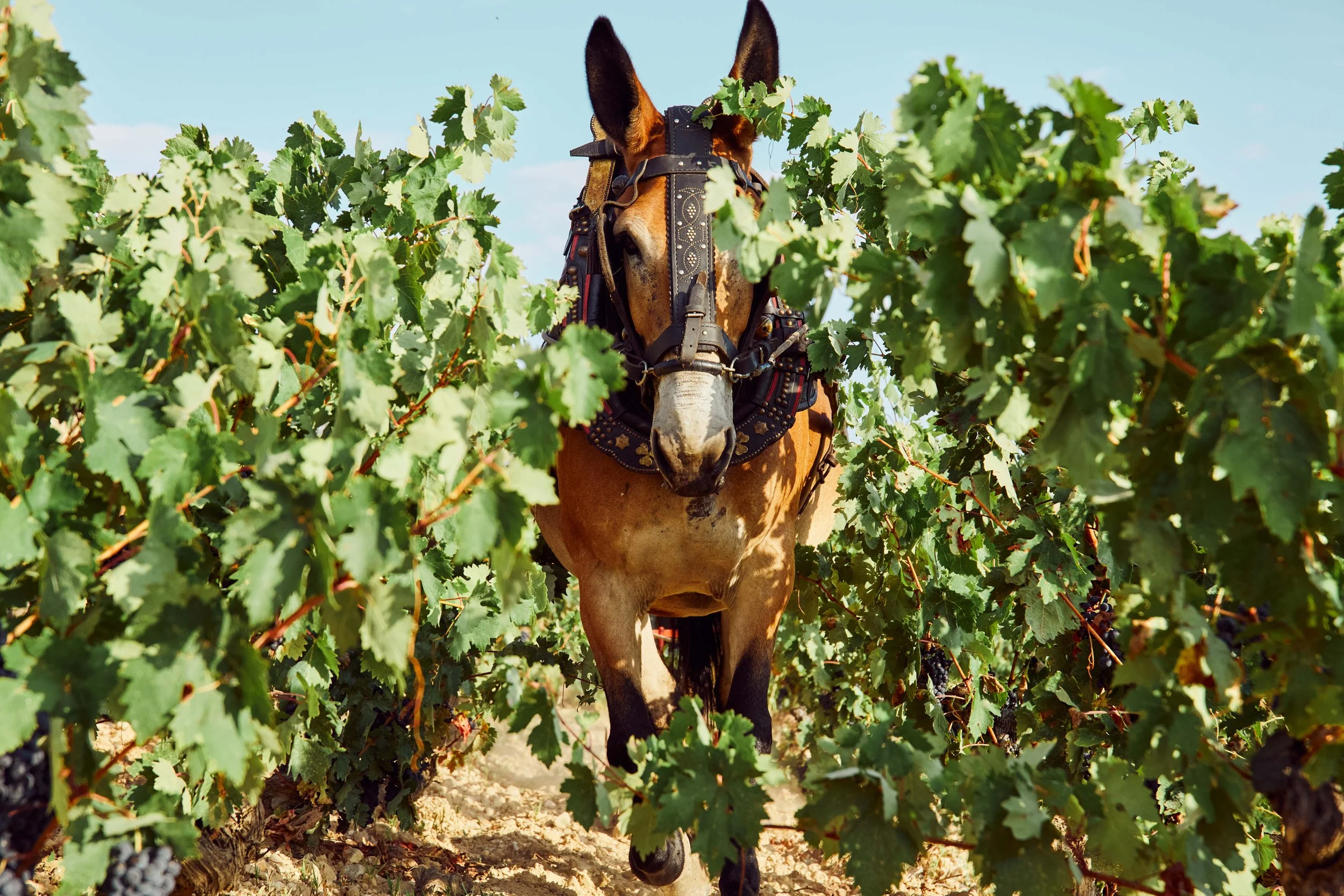 SP-RJ-PR-03_Exopto 43.jpg